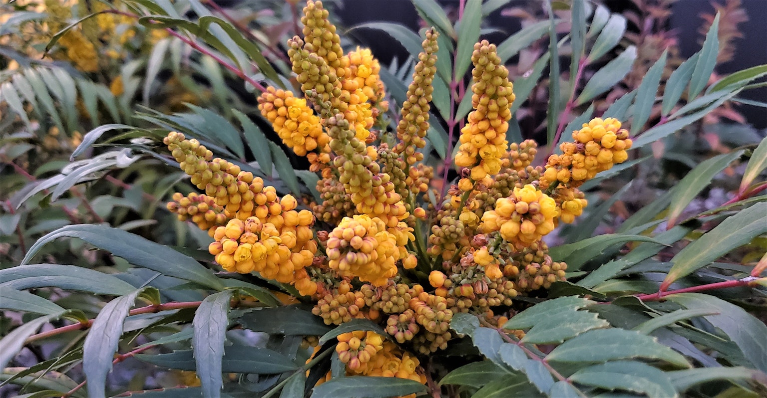 特寫植物，黃色花朵簇擁在綠色葉子周圍