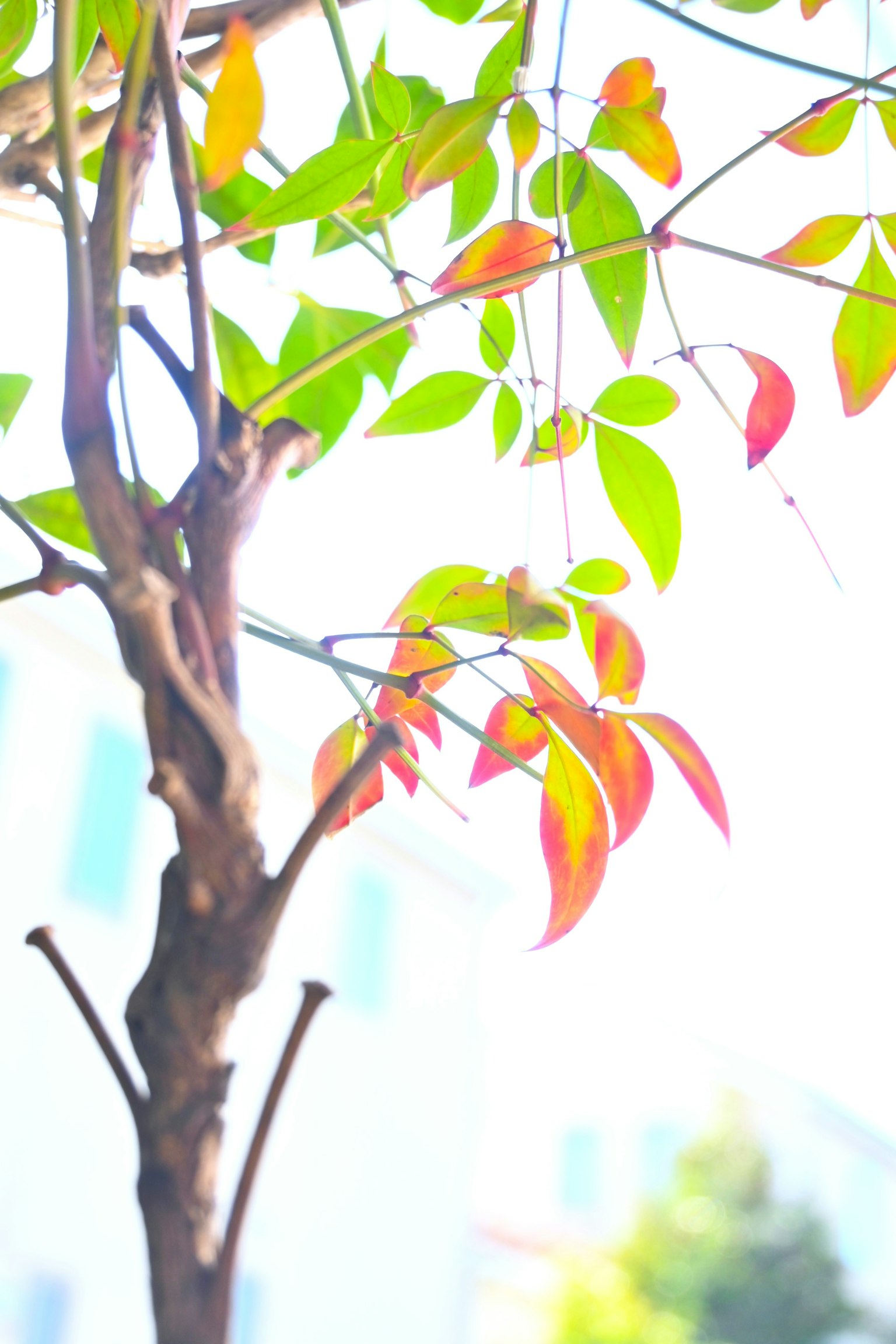 A close-up of vibrant green and red leaves against a bright background