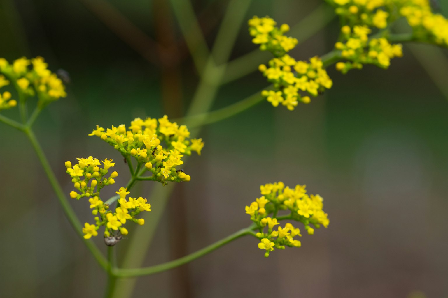 Primo piano di una pianta con piccoli fiori gialli