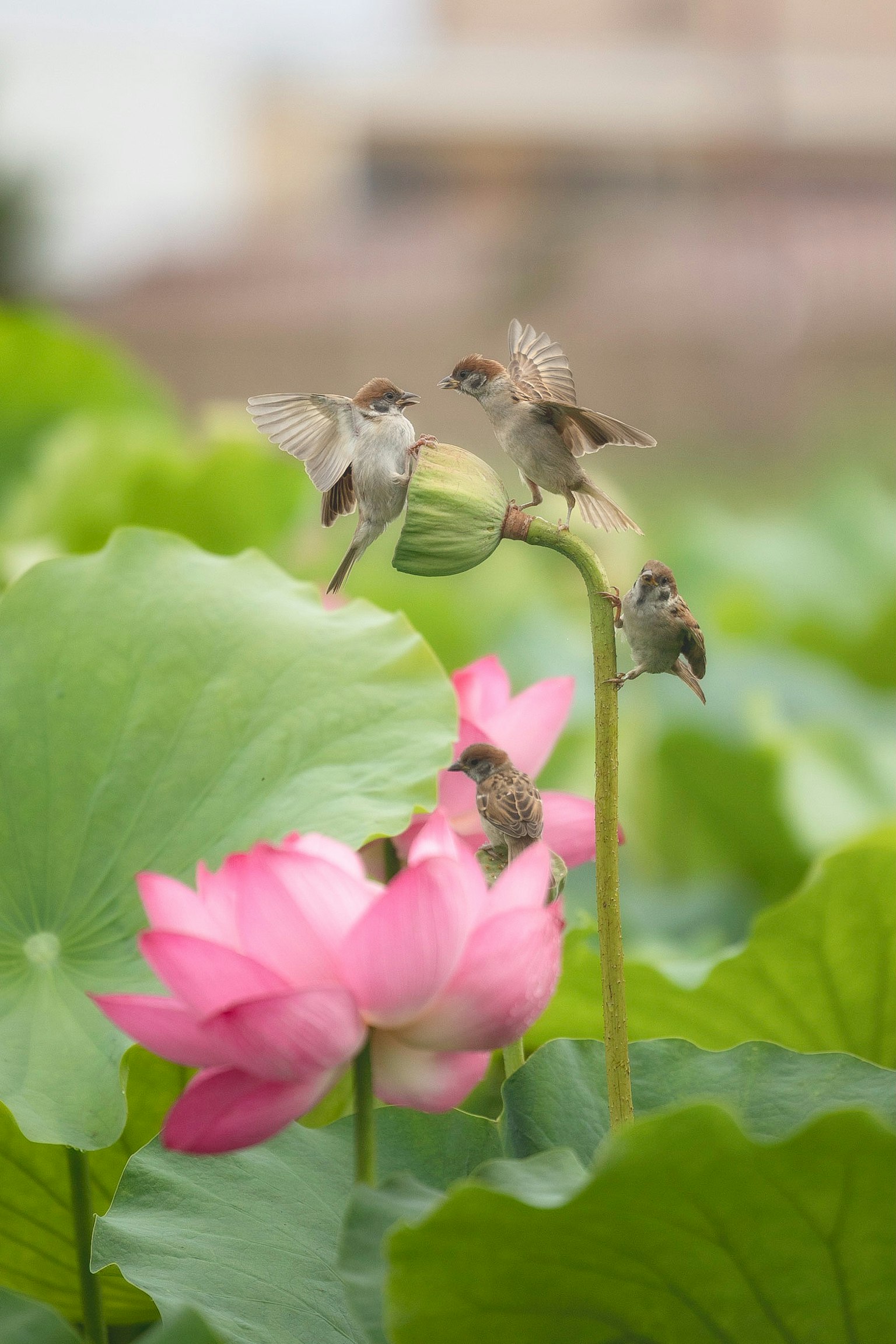 Un groupe de petits oiseaux autour d'une belle fleur de lotus