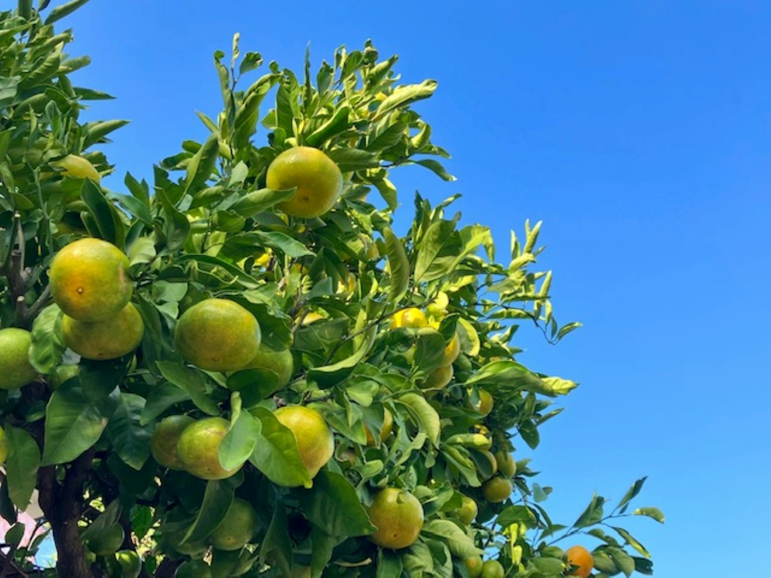 Arbre d'agrumes portant des fruits sous un ciel bleu