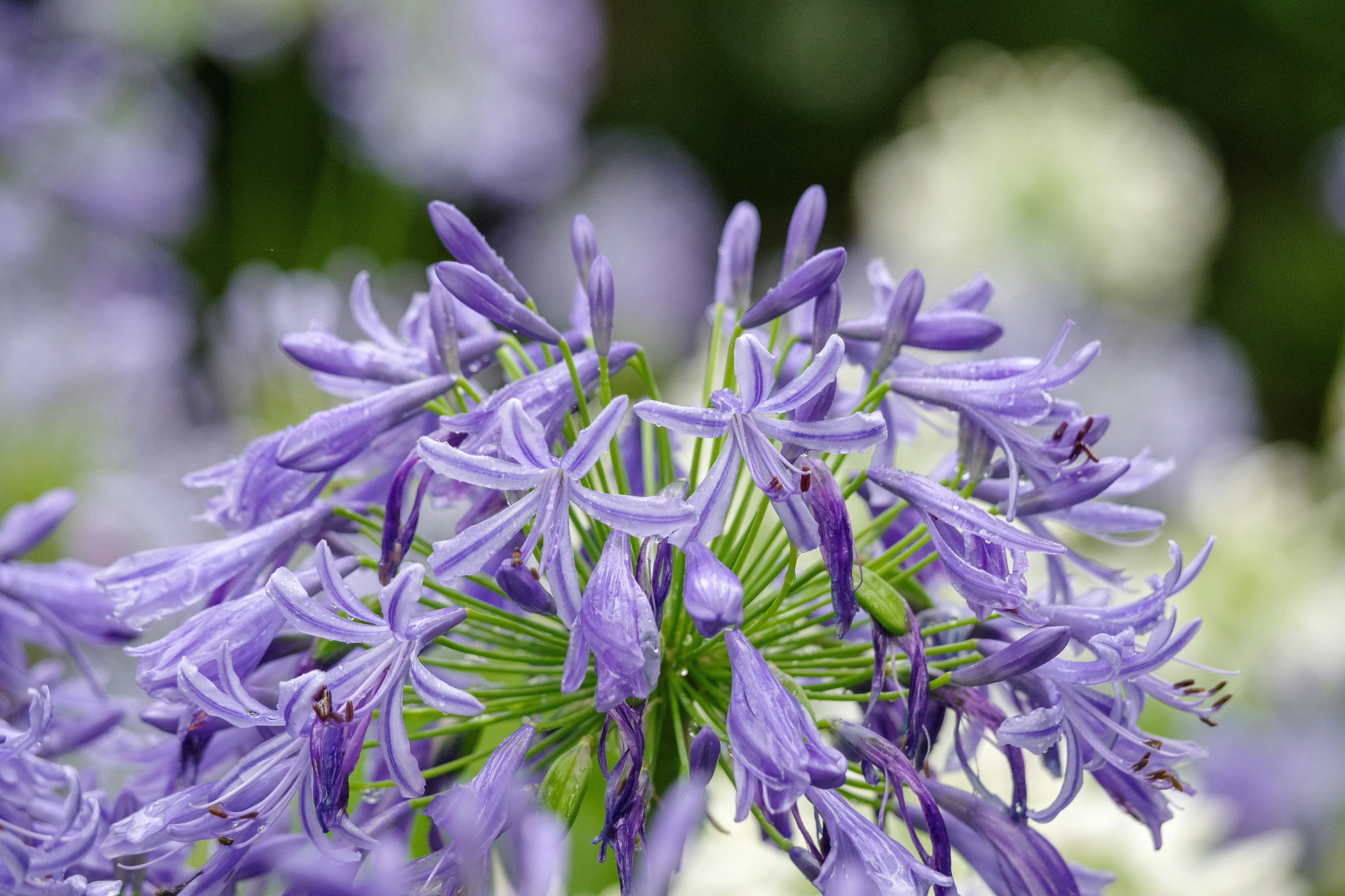 close-up of purple flowers
