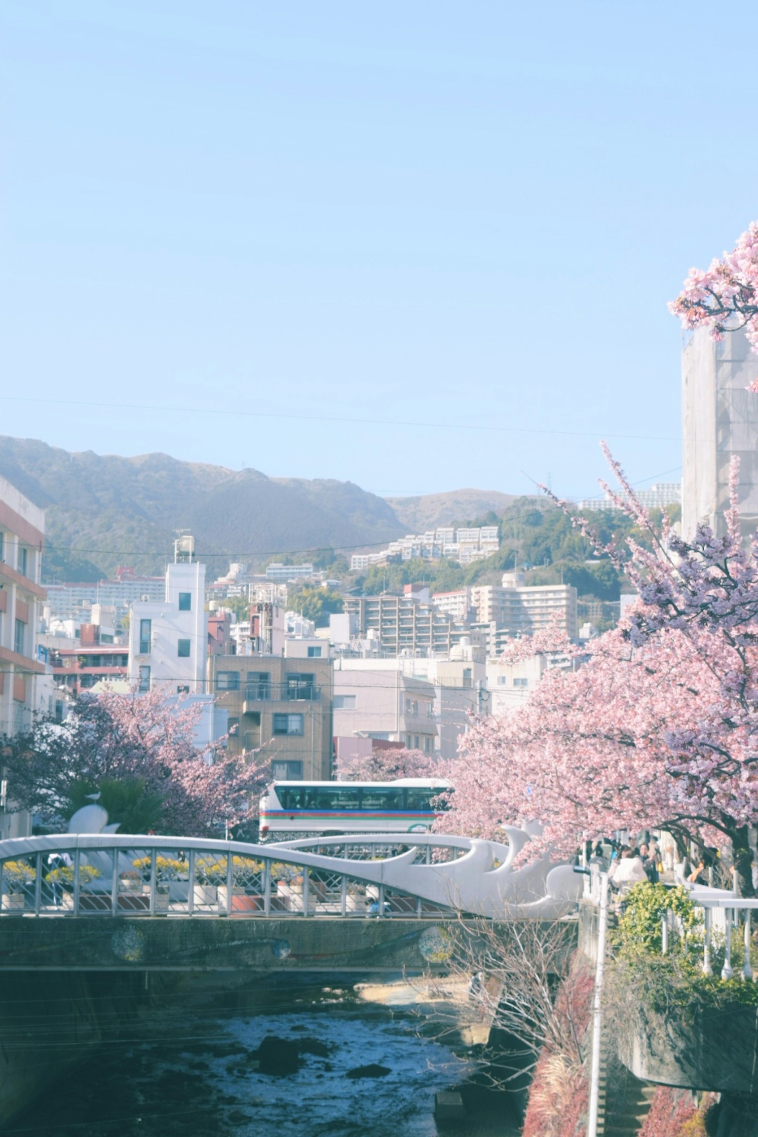 樱花沿河的风景和背景中的建筑物