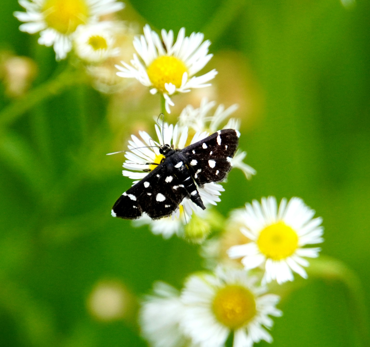 Mariposa negra con manchas blancas sobre flores blancas con fondo verde