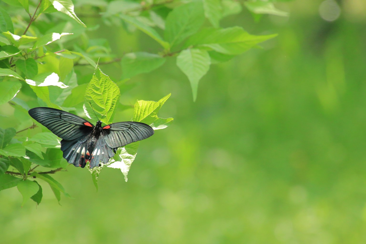 Schwarzer Schmetterling sitzt auf einer Blume vor grünem Hintergrund