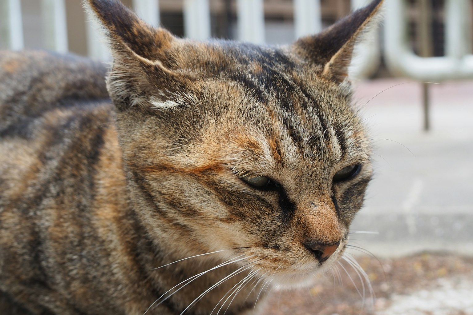 一只闭着眼睛的棕色条纹猫