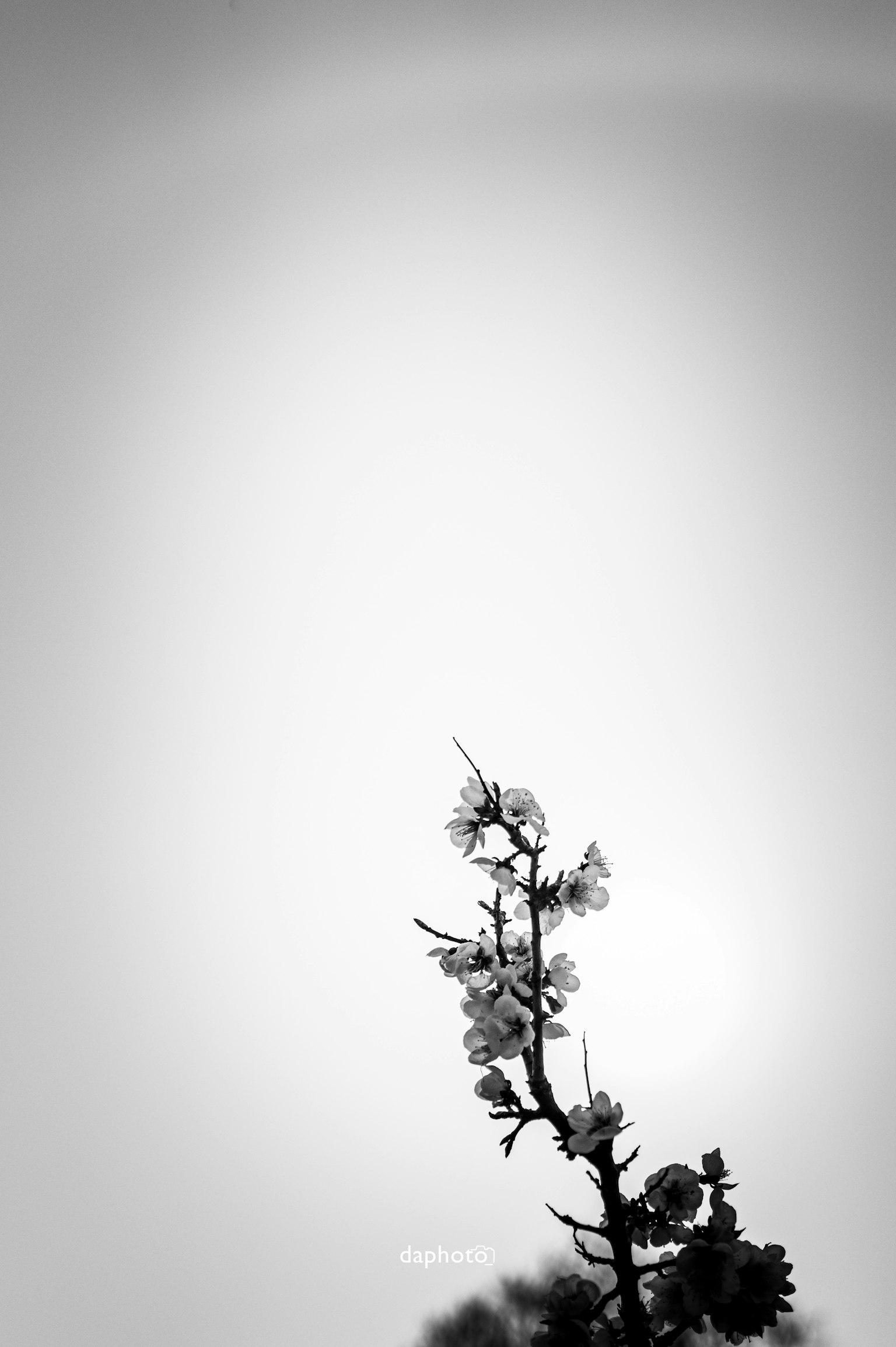 Silueta de una rama de flores contra un fondo en blanco y negro