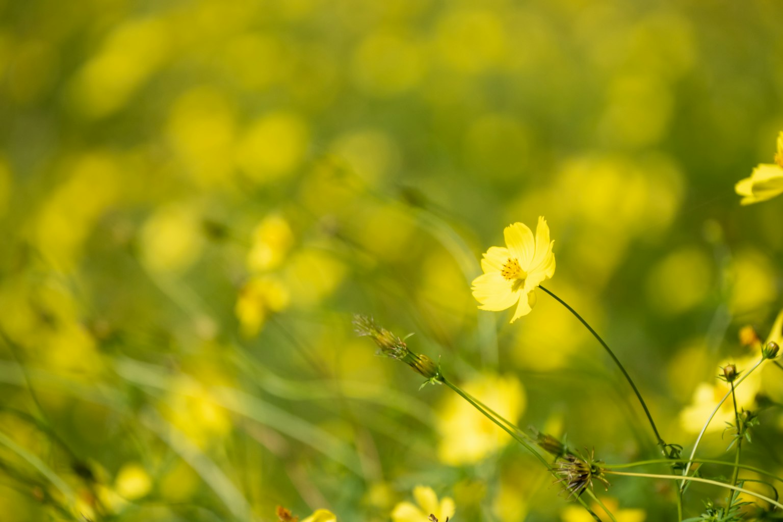 Lanskap kabur padang rumput dengan bunga kuning yang mekar