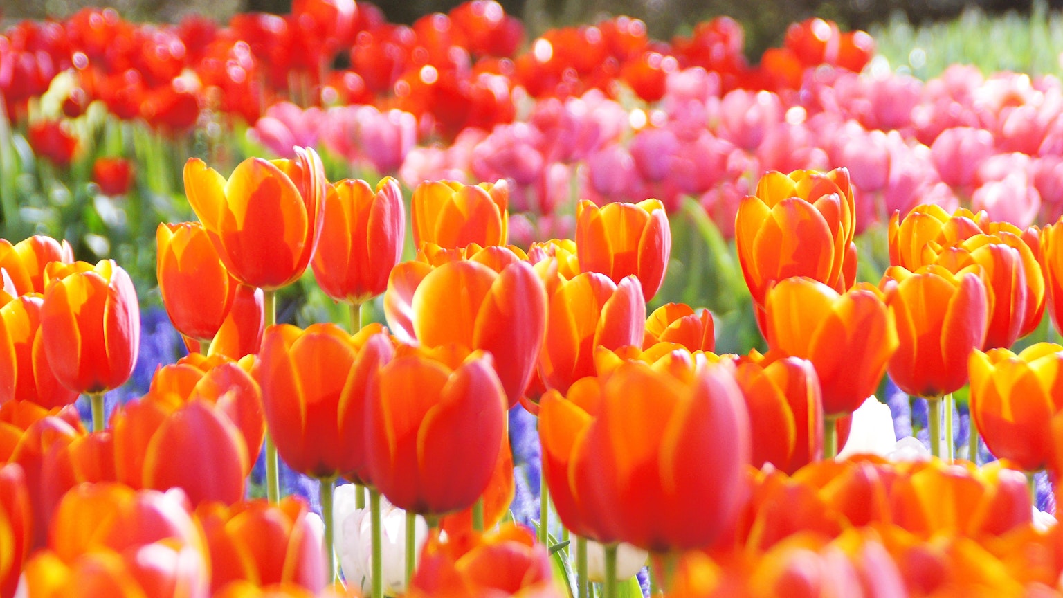 Ladang tulip yang cerah dengan bunga merah dan oranye yang mekar
