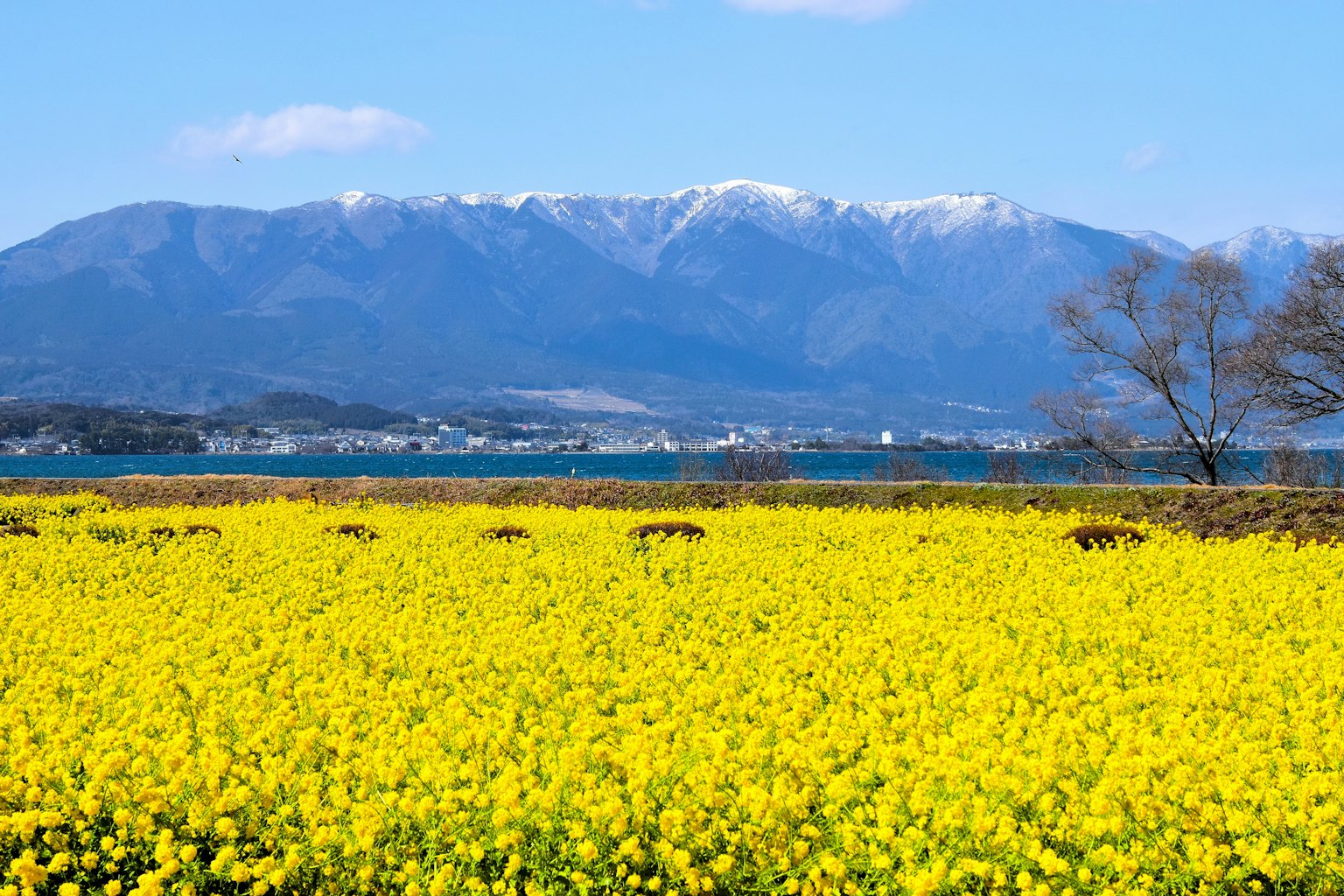 Vibrant yellow rapeseed flowers under a clear blue sky with snow-capped mountains in the background