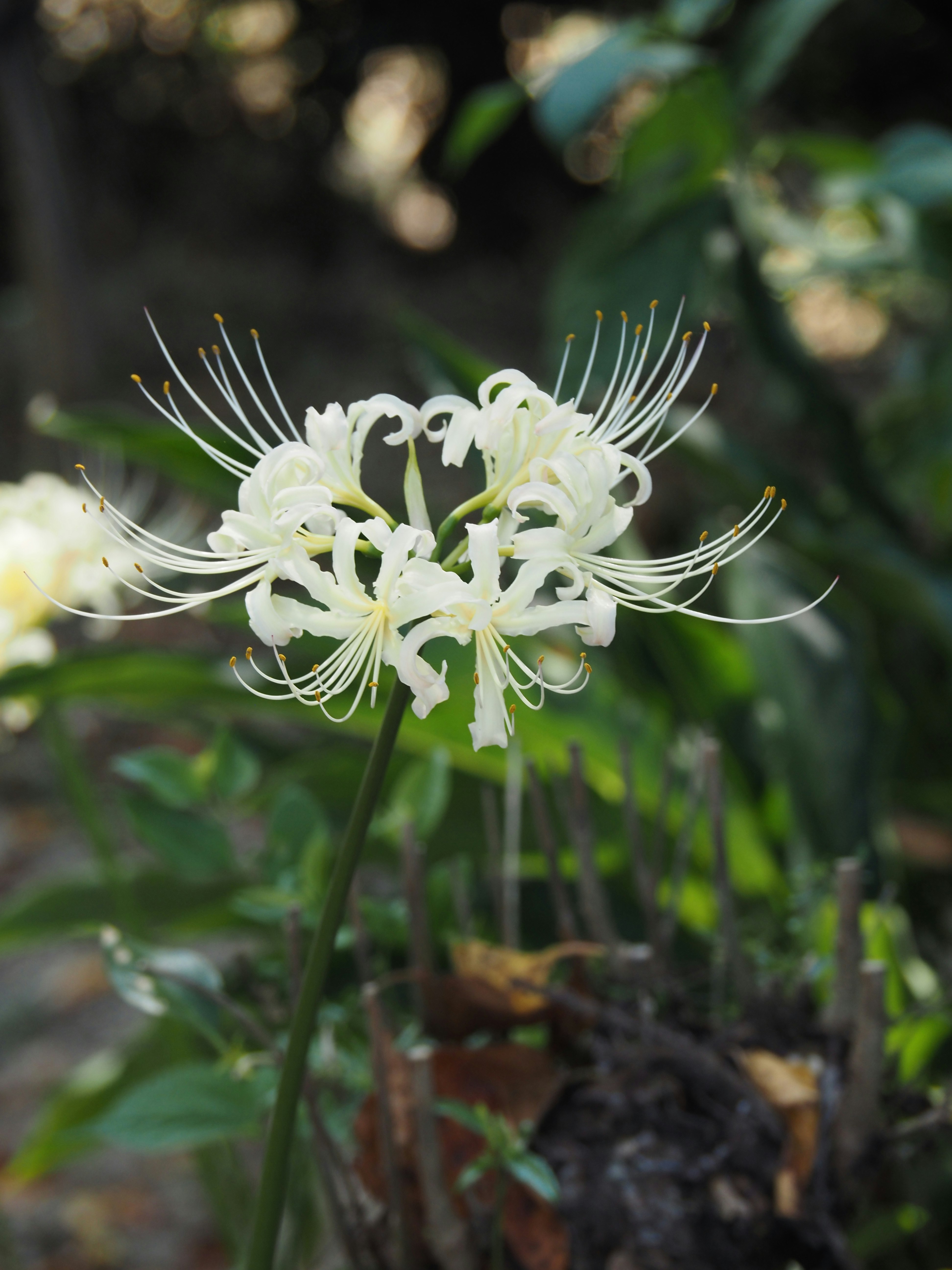 白い彼岸花（曼珠沙華）の花のクローズアップ
