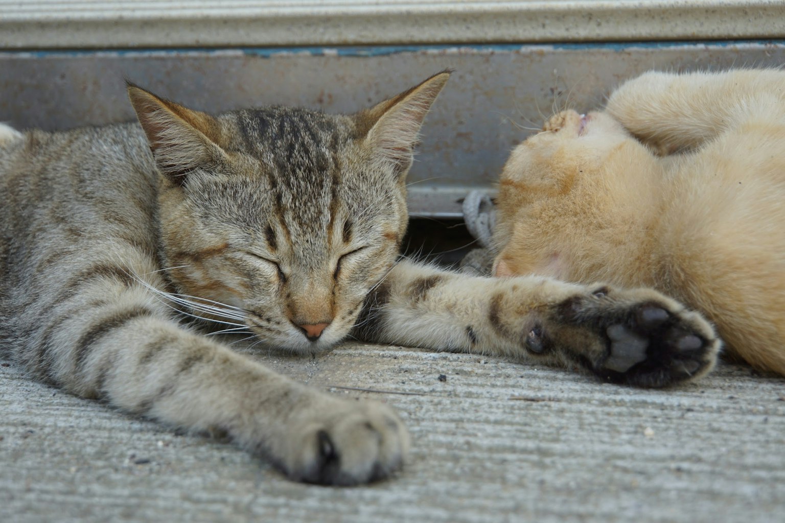 Hình ảnh hai con mèo nằm xuống một con mèo tabby xám và một con mèo con màu kem đang nghỉ ngơi yên bình