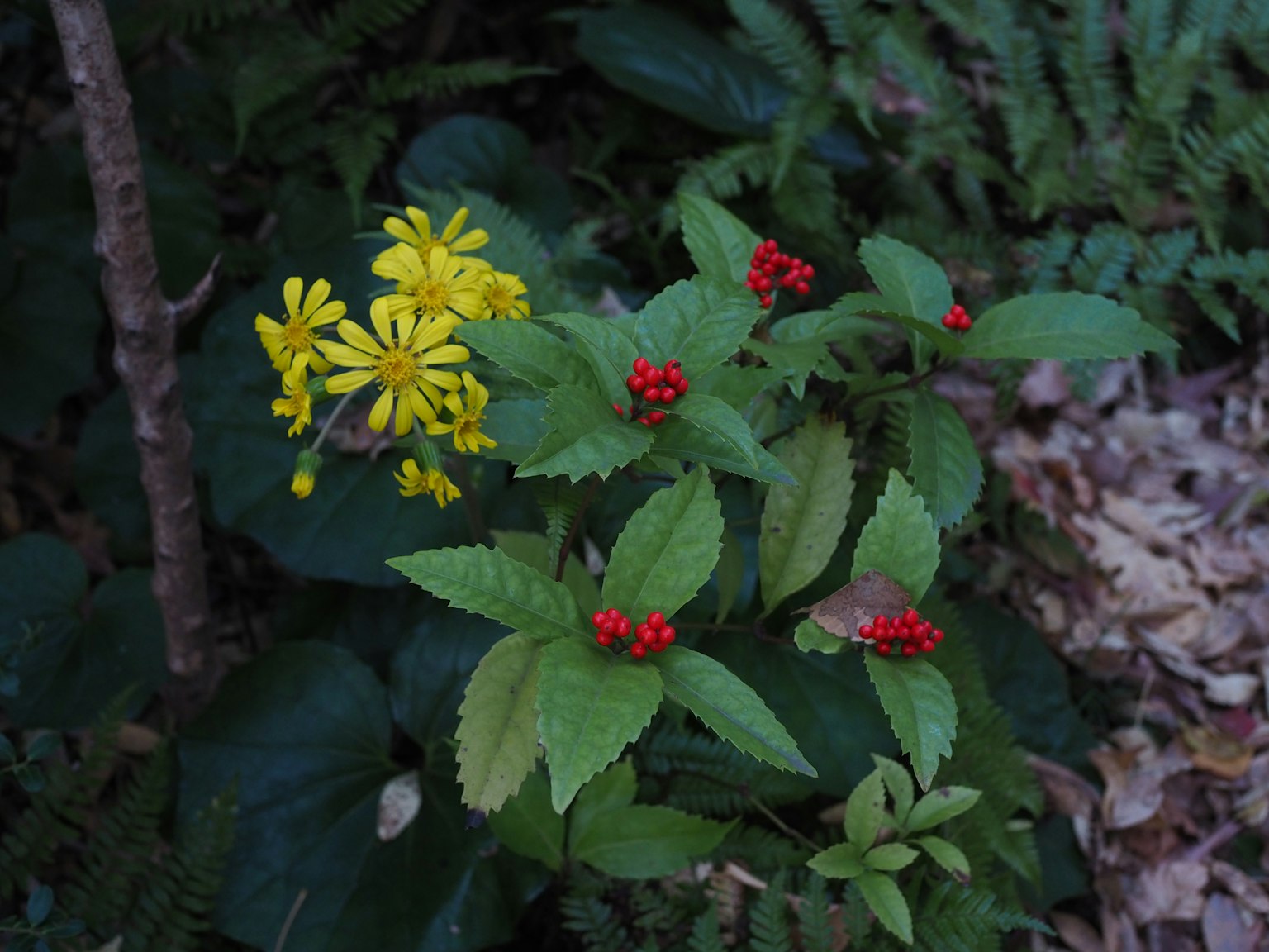 Pianta con fiori gialli e bacche rosse circondata da foglie verdi