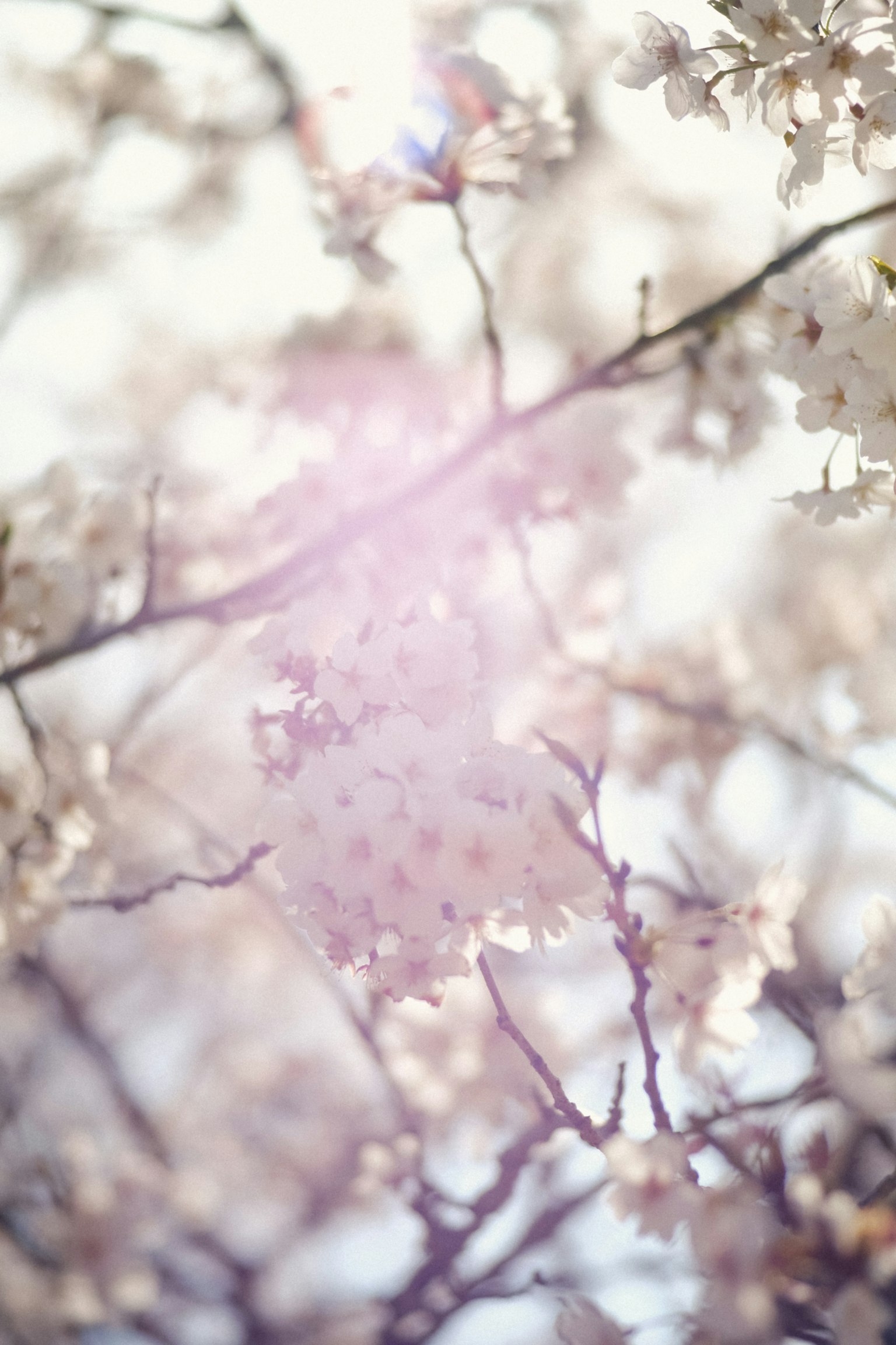ภาพถ่ายของกิ่งซากุระที่เบลออย่างสวยงาม