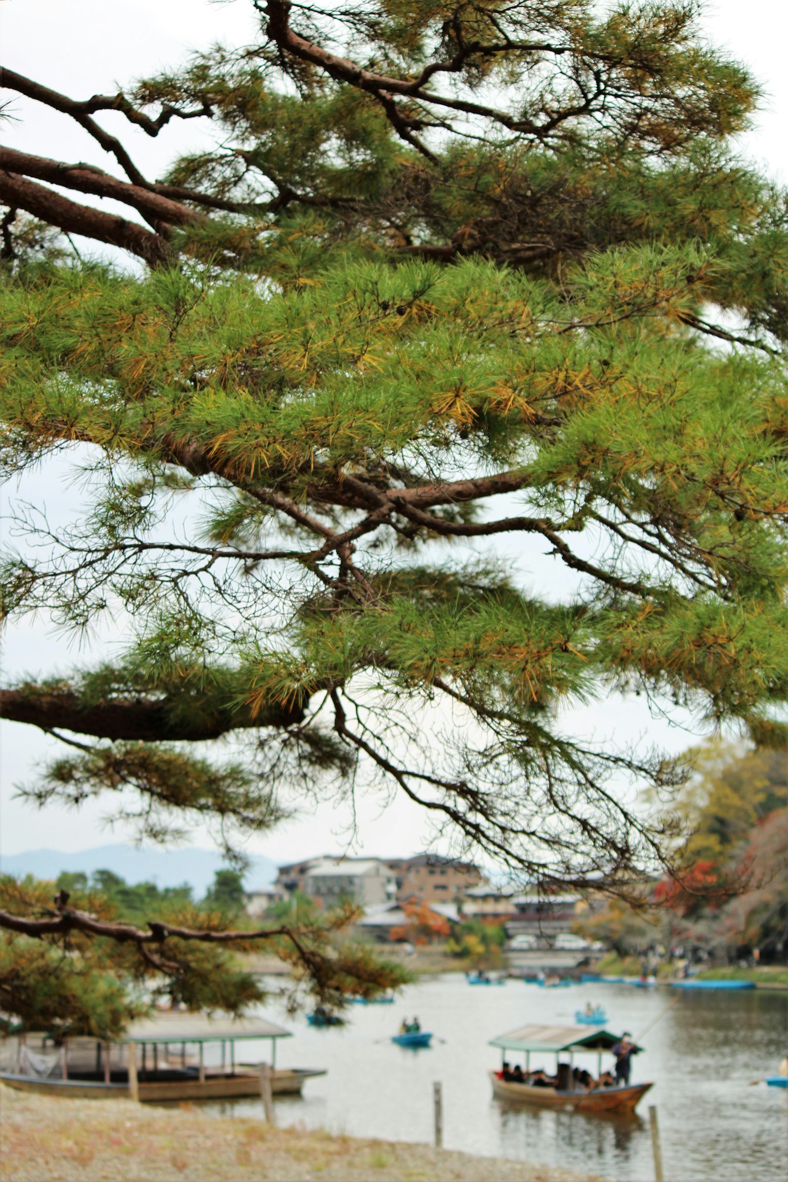 Branches de pin encadrant une vue paisible de la rivière