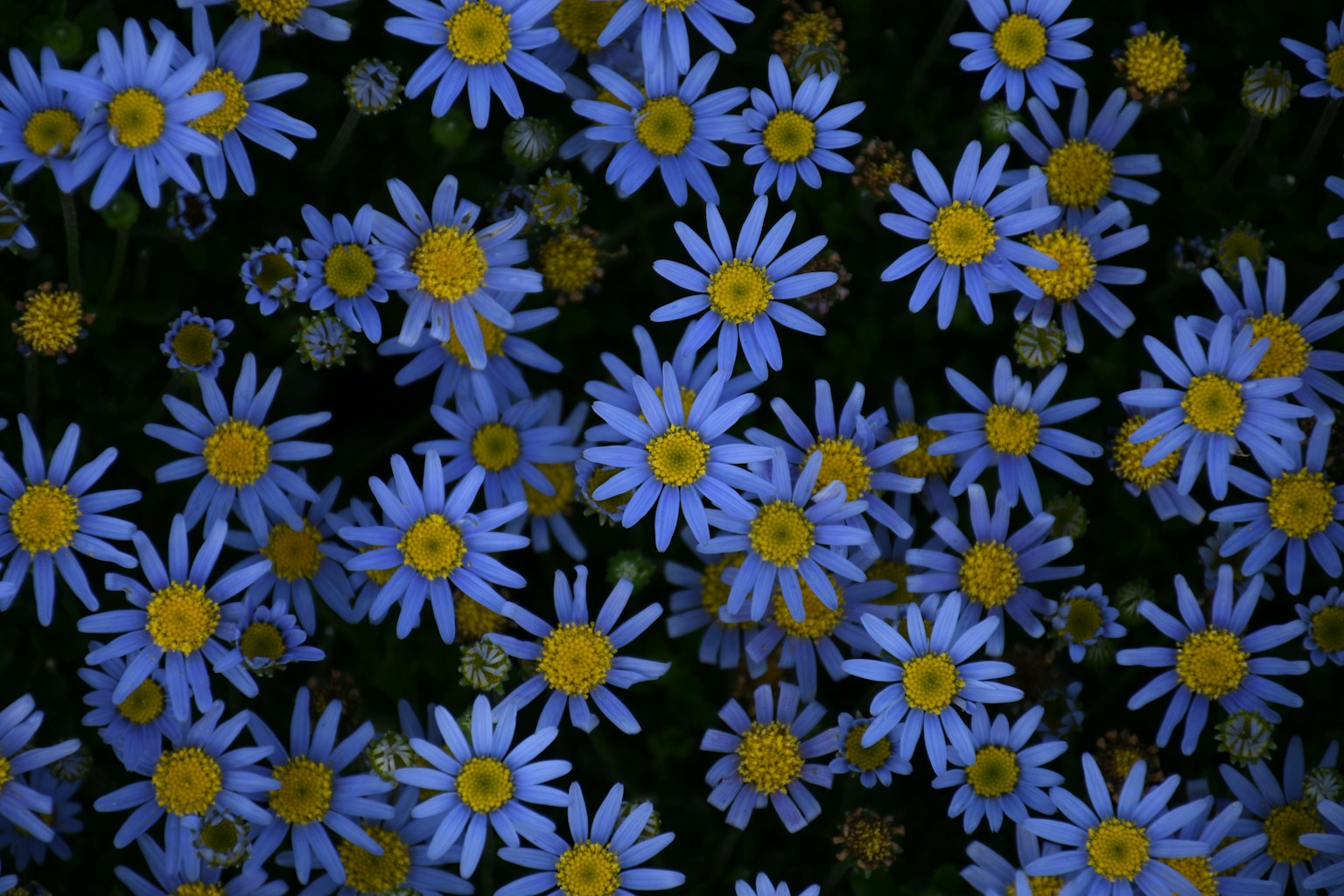 Cluster of blue flowers with yellow centers