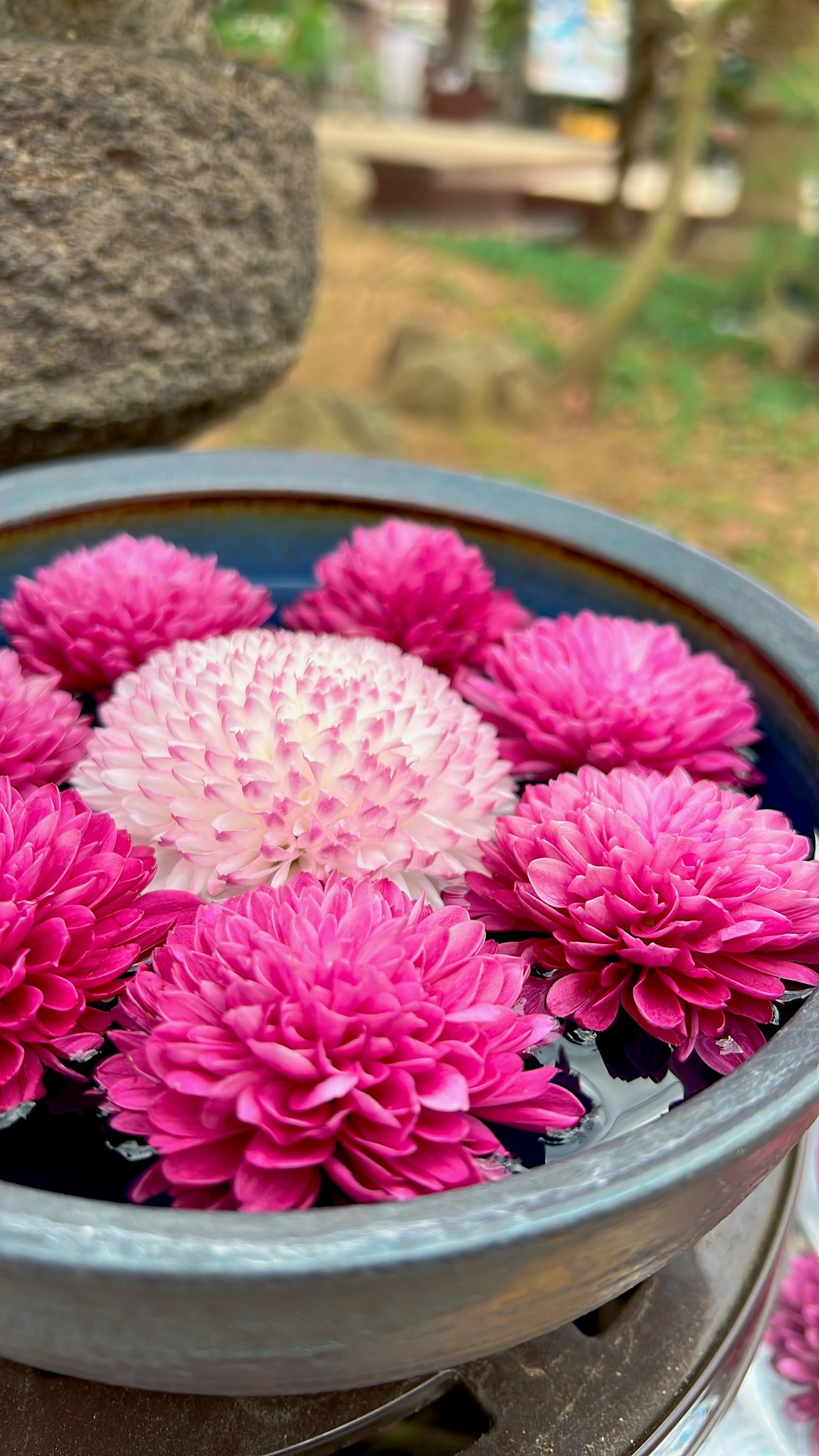 Image of a pot filled with pink flowers floating on water