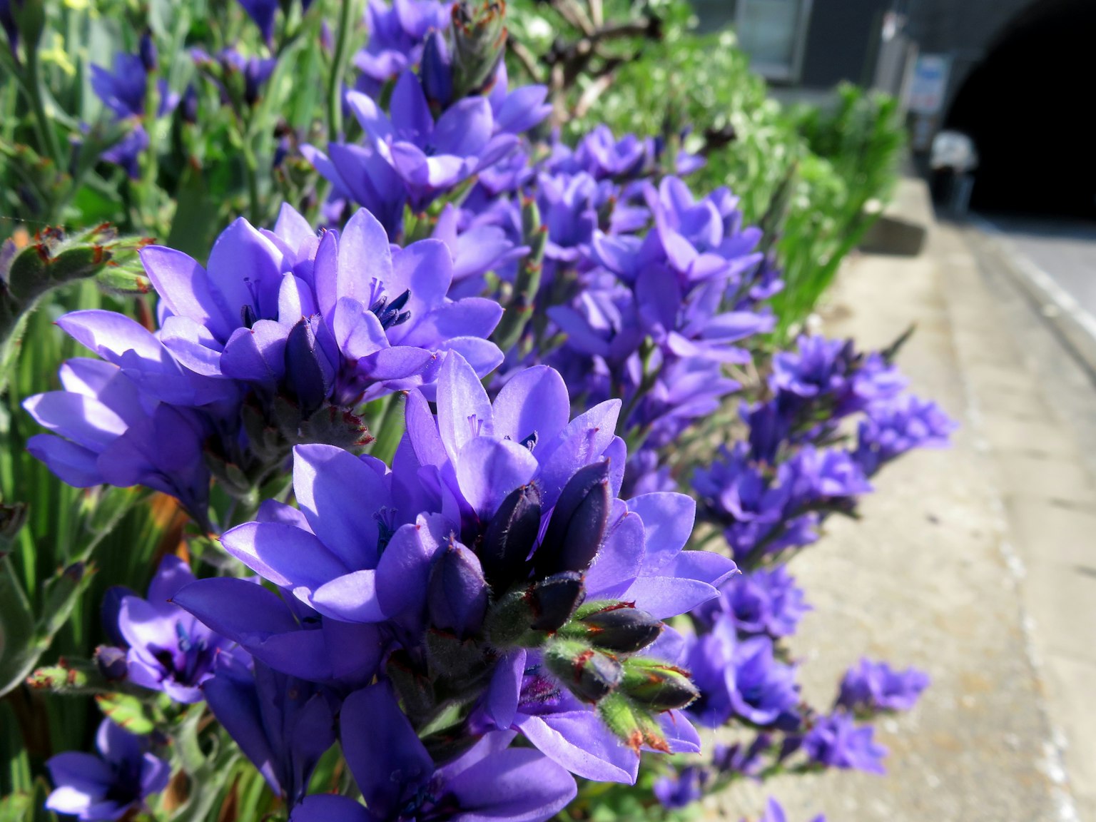 Escena vibrante de flores moradas floreciendo a lo largo de un camino