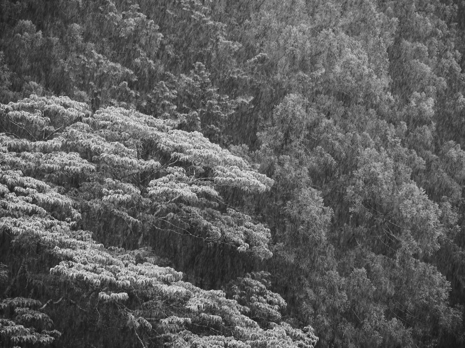Árboles empapados de lluvia con un fondo brumoso
