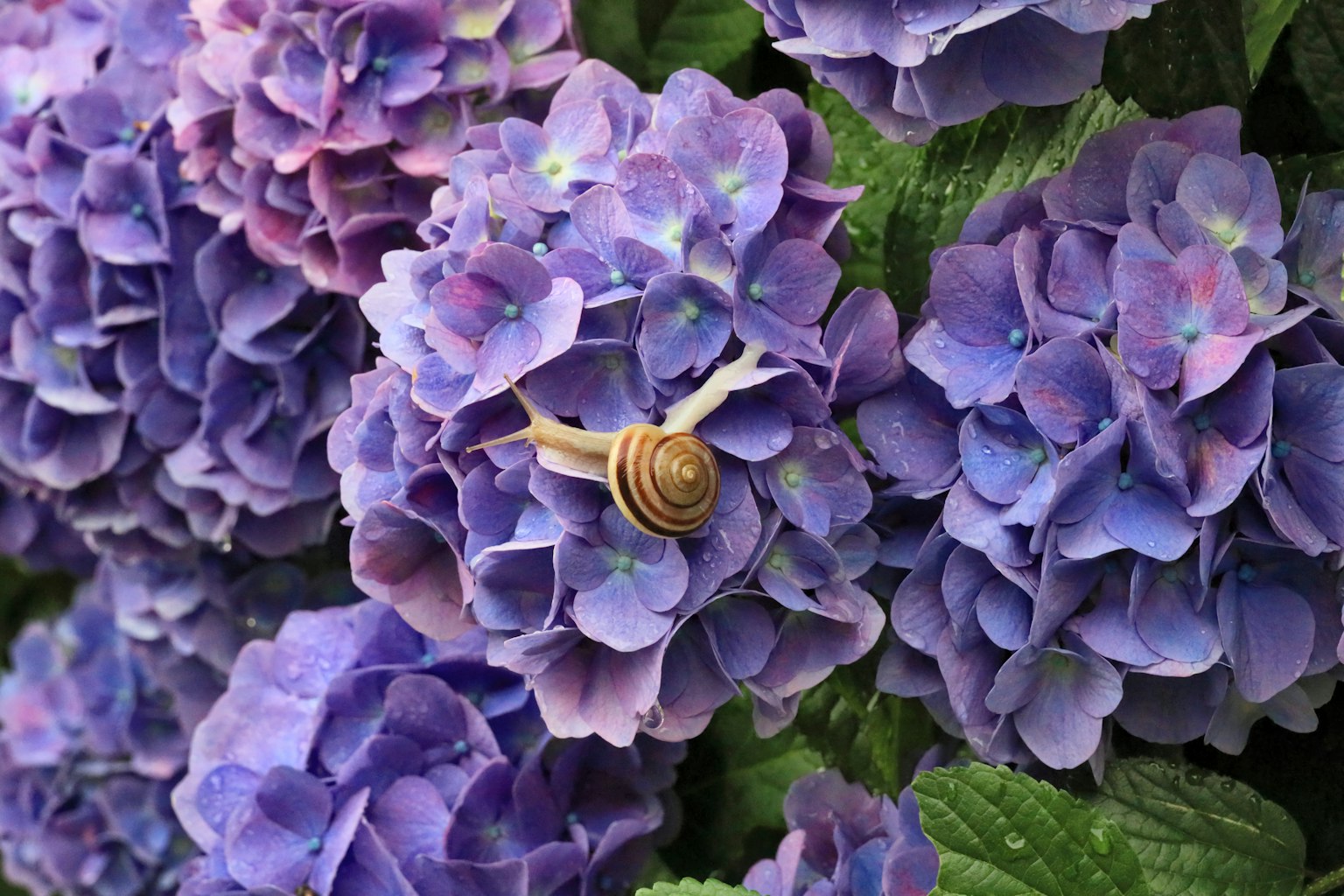 Escargot sur des fleurs d'hortensia violettes