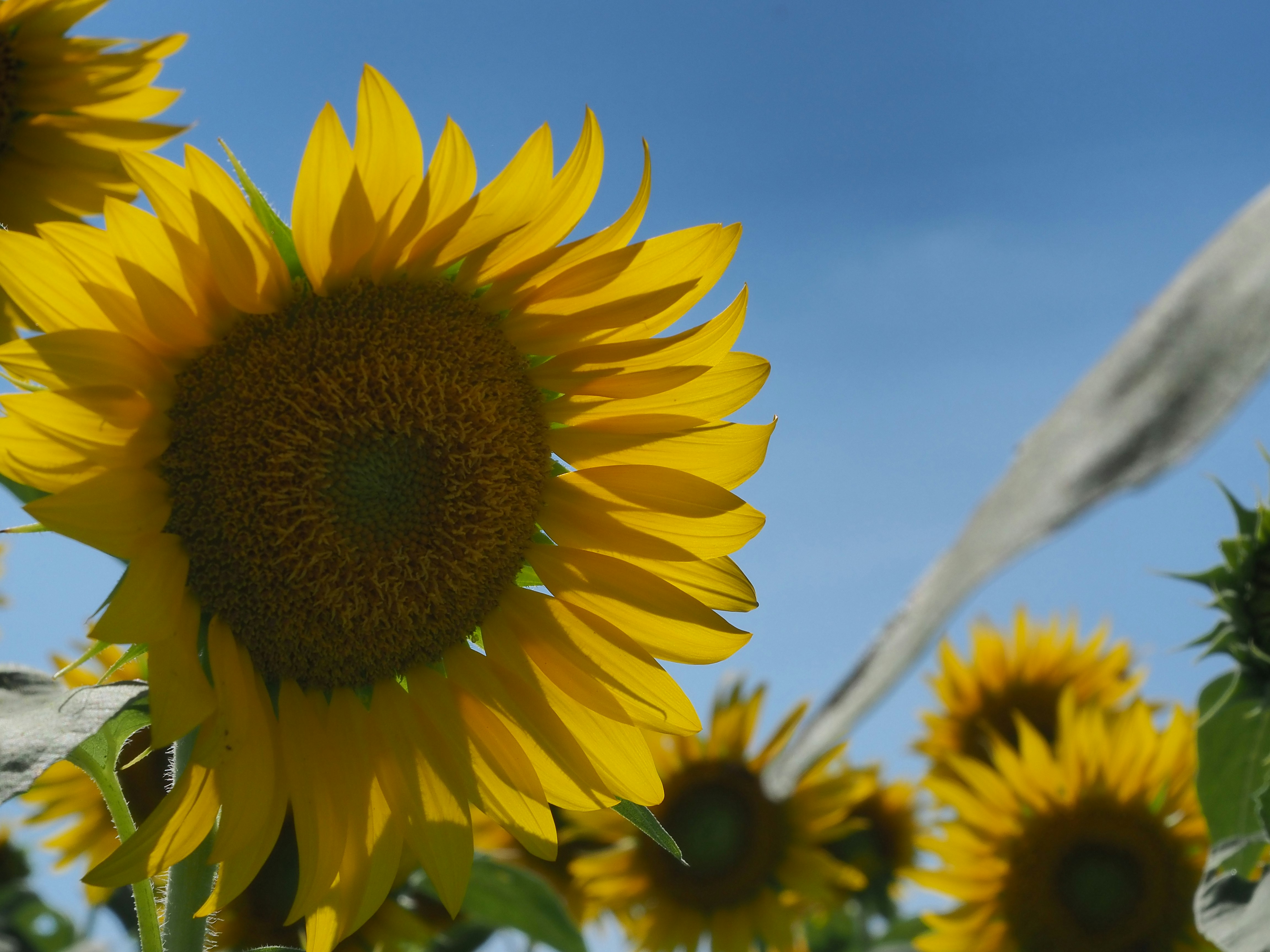 girasoli gialli in fiore sotto un cielo blu
