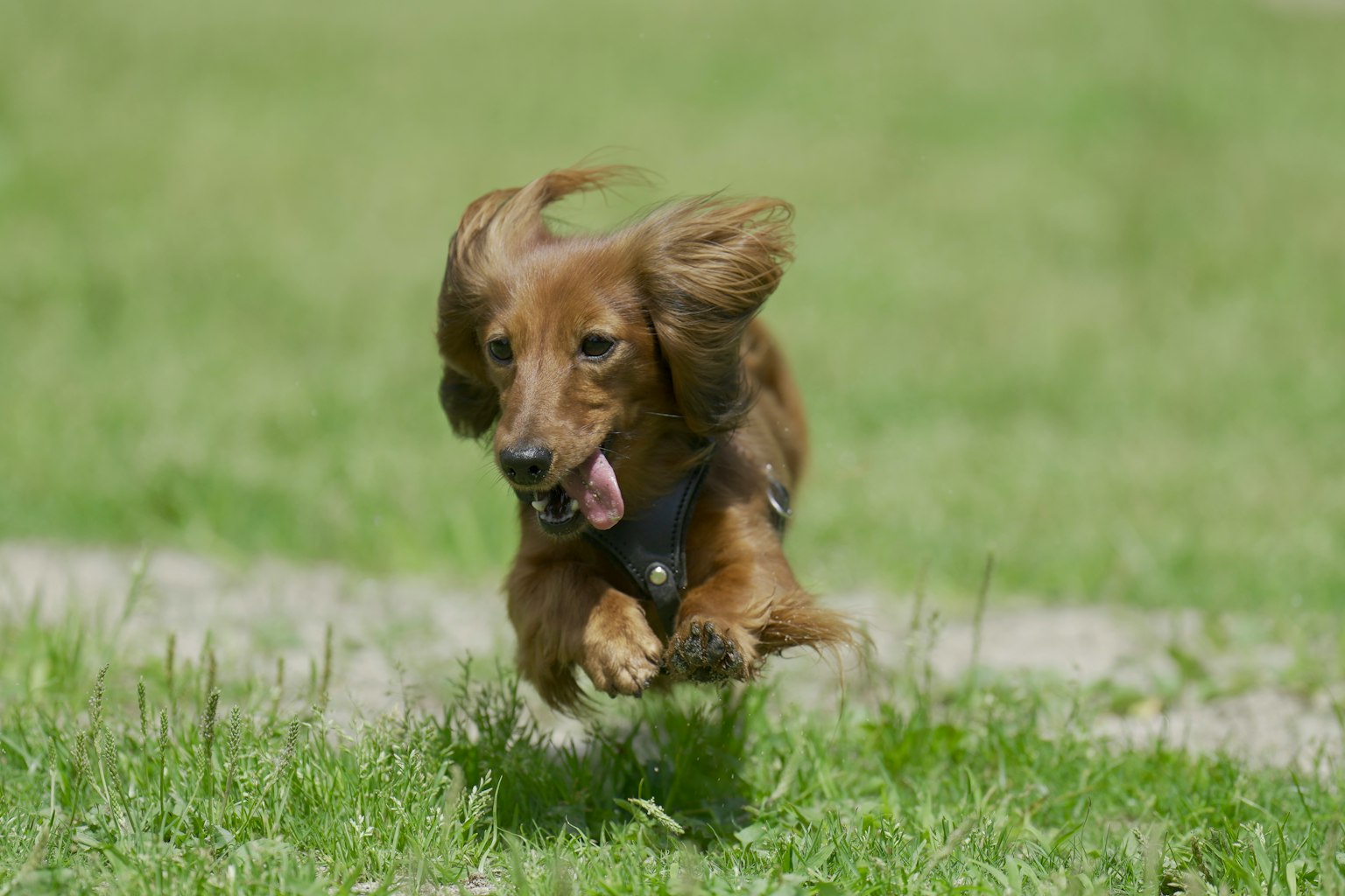 Chó dachshund đang chạy trên cỏ