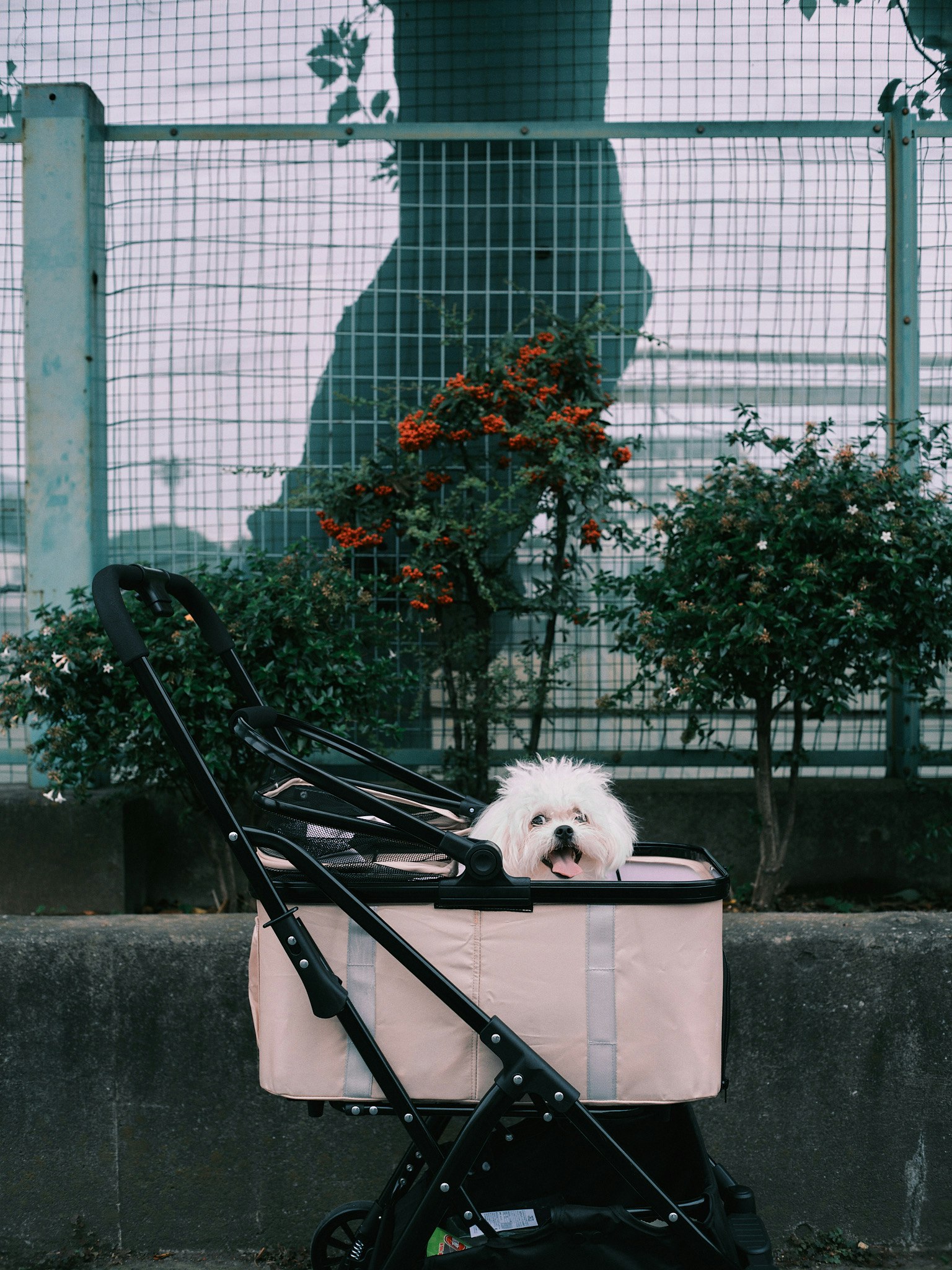 Seekor anjing kecil duduk di kereta dorong merah muda dekat semak-semak