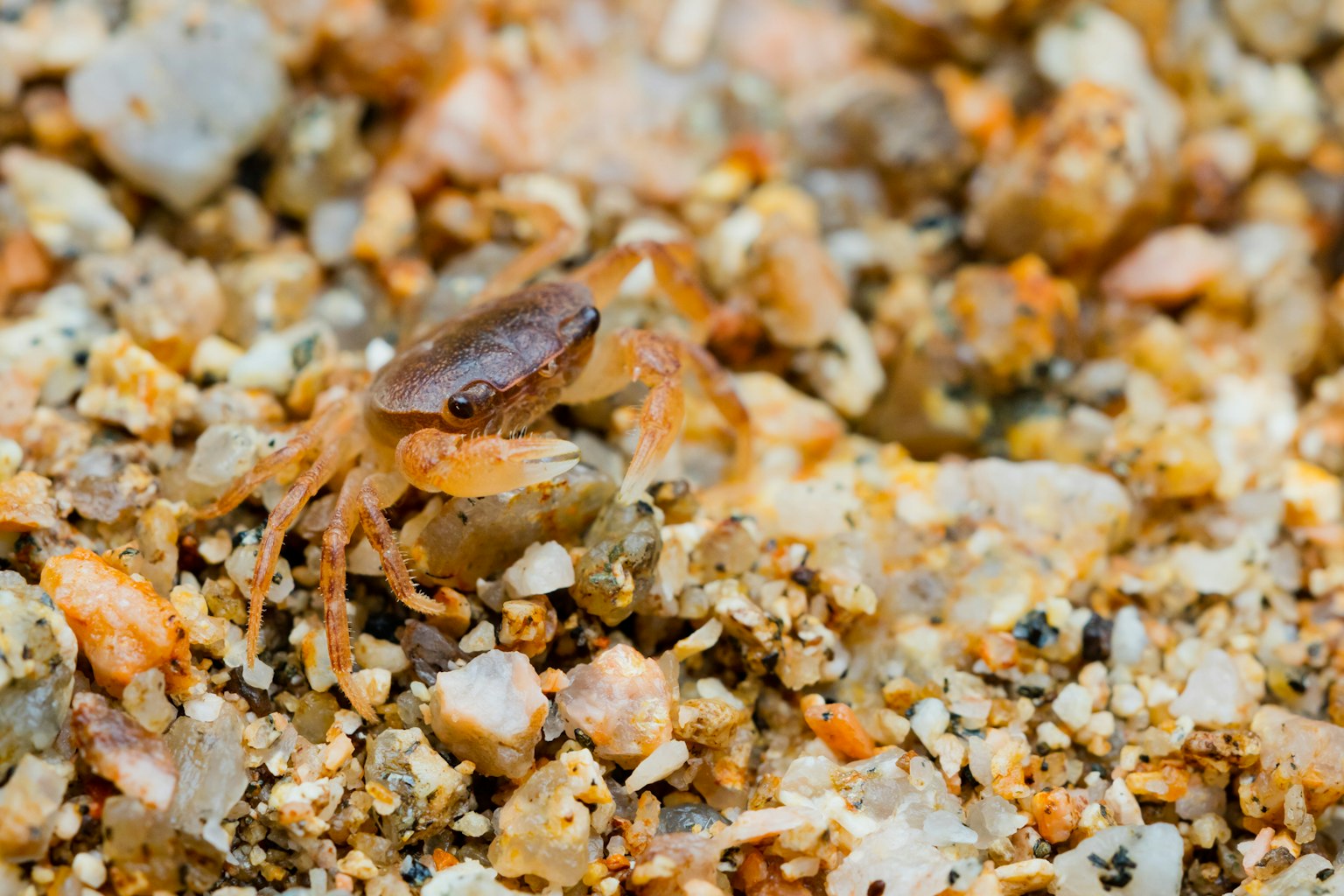 Nahaufnahme eines kleinen Krebses, der im Sand versteckt ist