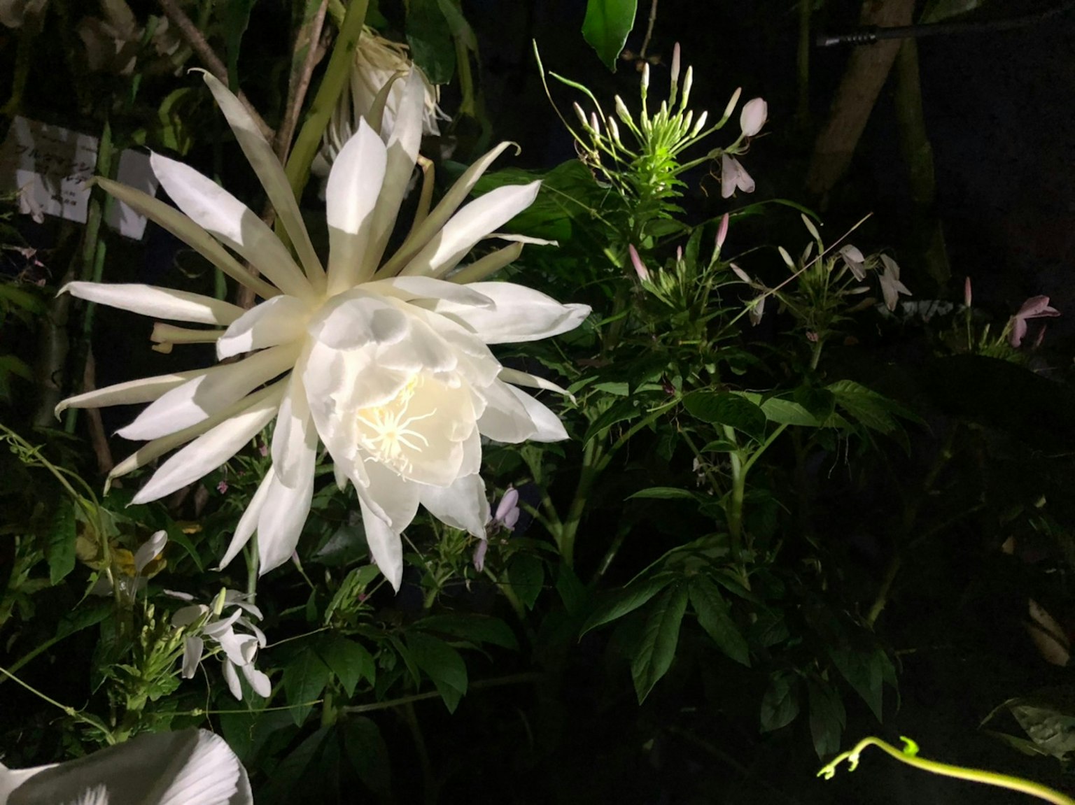 Vista nocturna de una planta con flores blancas y hojas verdes