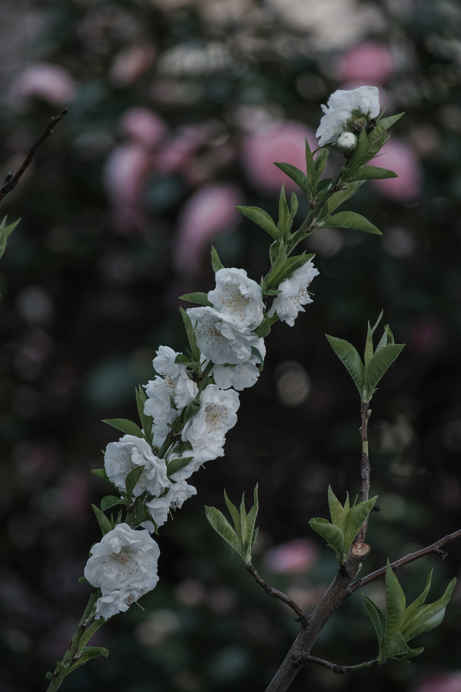 Branche avec des fleurs blanches et des fleurs roses floues en arrière-plan