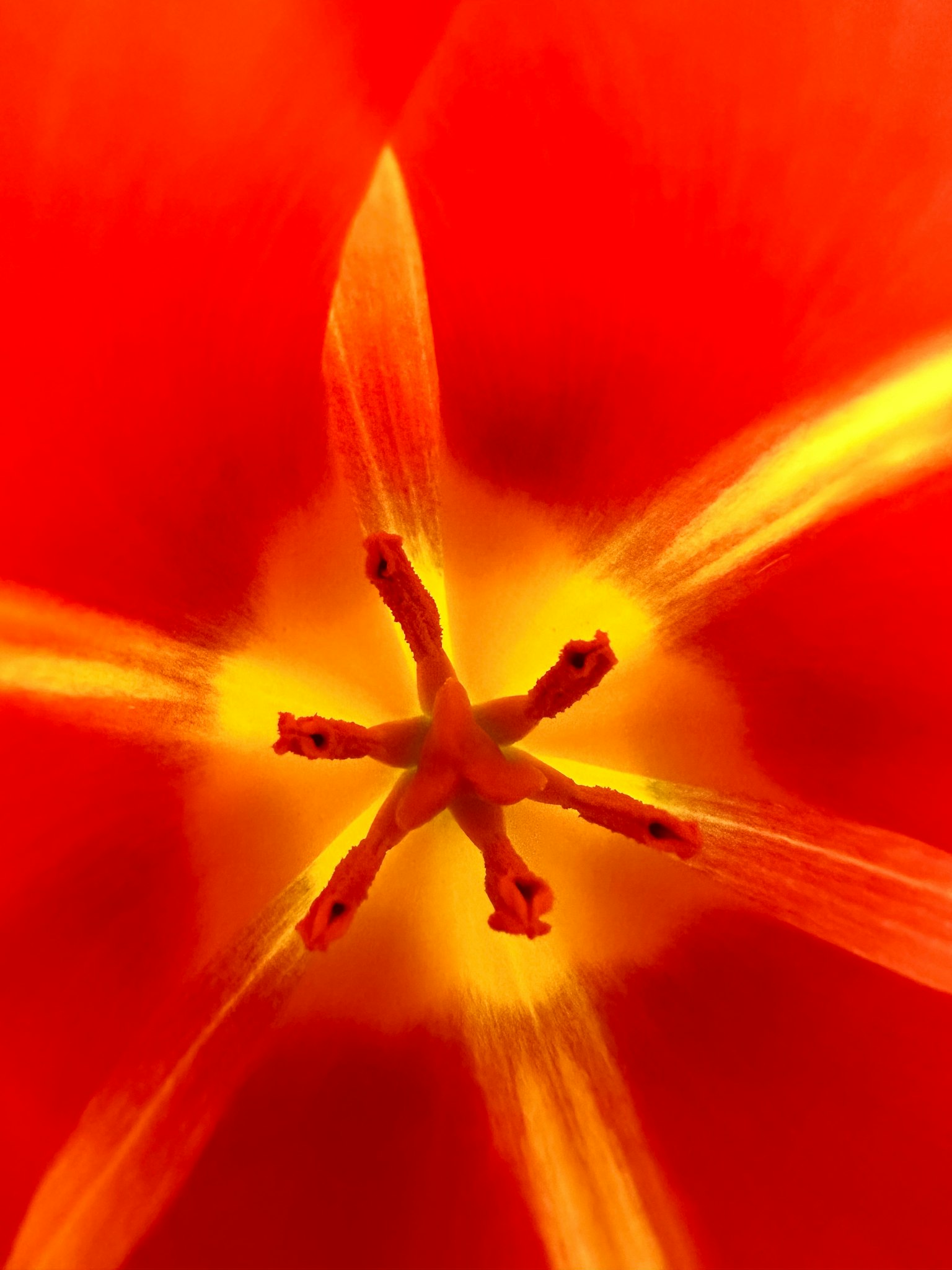 Primo piano degli stami e dei petali al centro di un fiore rosso