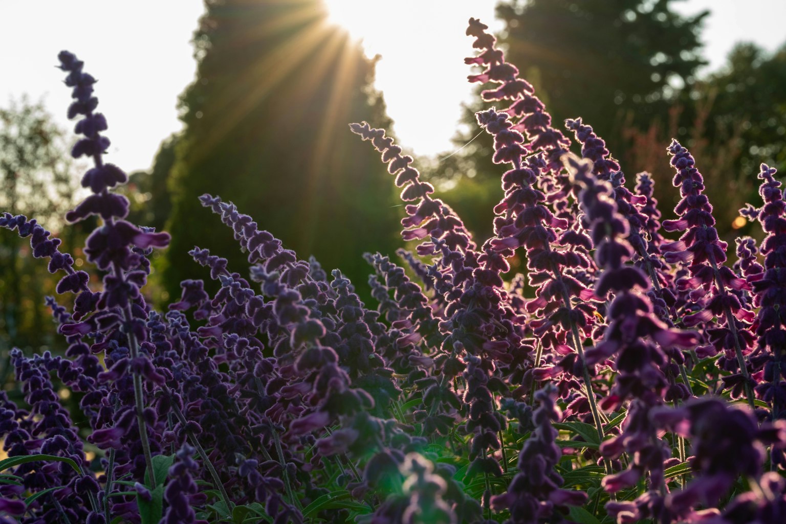 Fiori viola vibranti in un giardino con la luce del sole che filtra