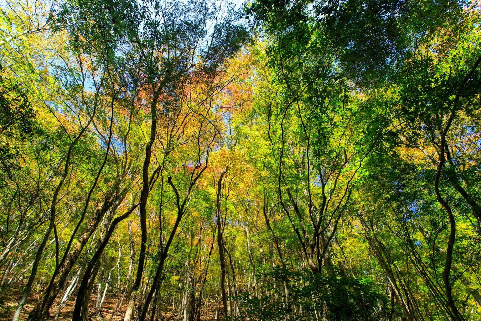 ทิวทัศน์ป่าไม้ที่มีต้นไม้สีเขียวสดใสและเฉดสีฤดูใบไม้ร่วง