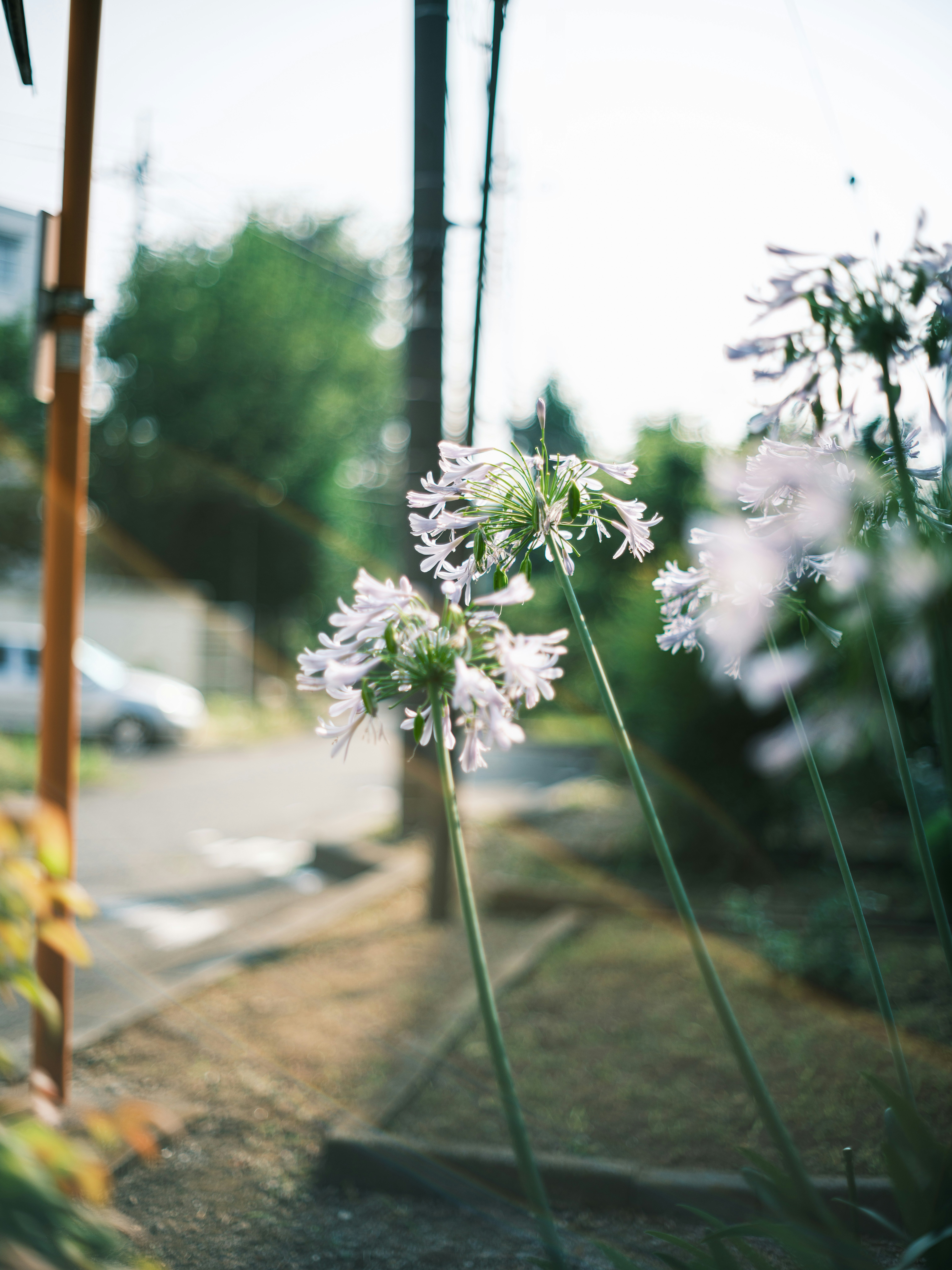 路肩に咲く白い花のボケと緑の背景