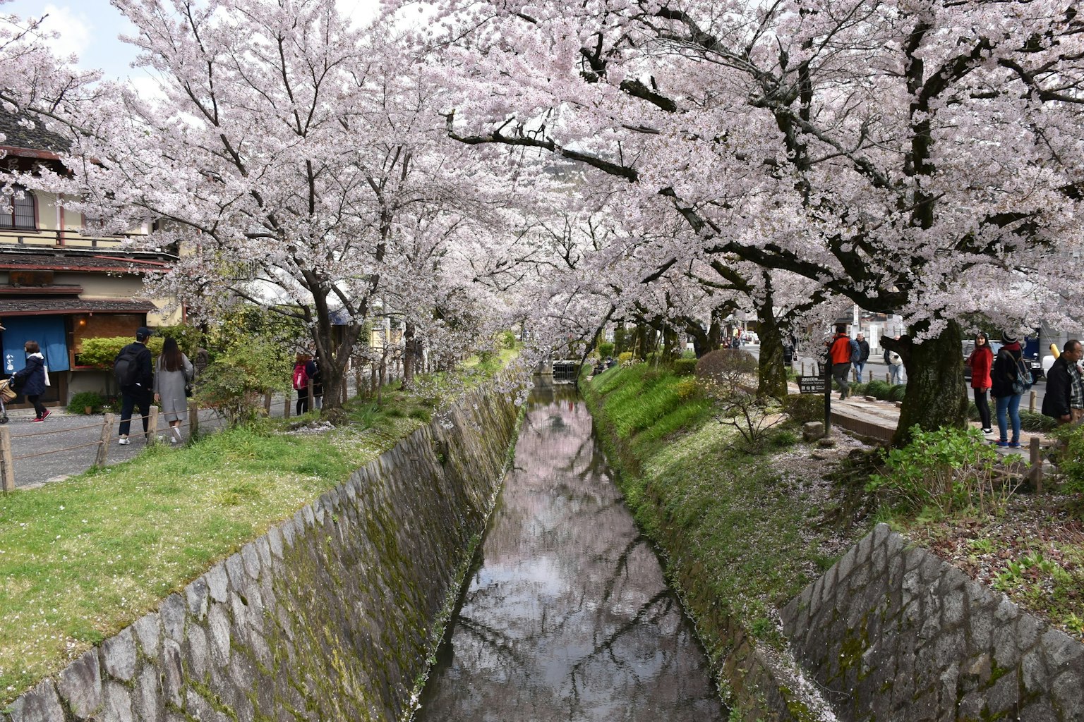 Vista escénica de cerezos a lo largo de un río con personas paseando en primavera