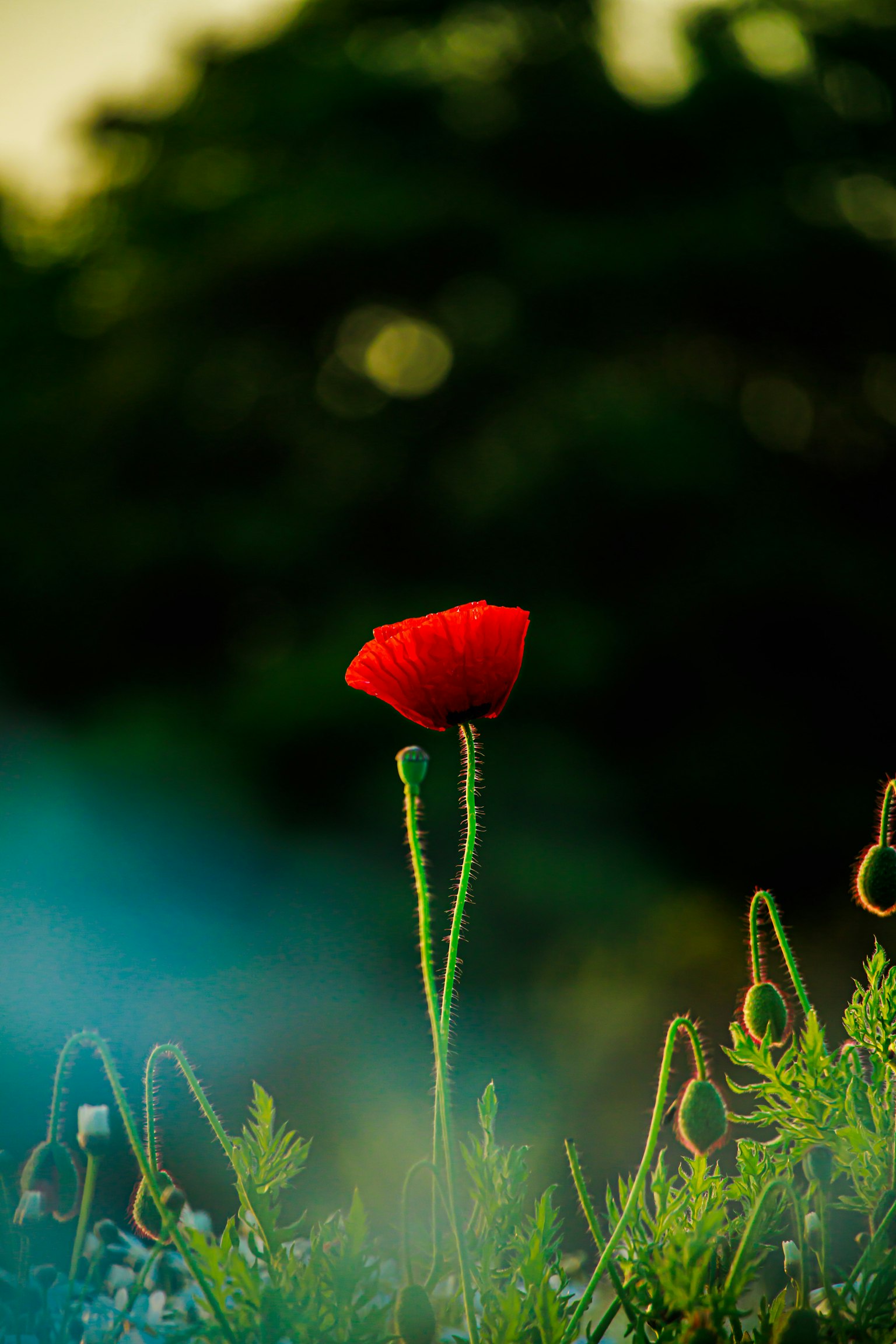 Bunga poppy merah berdiri di latar belakang hijau yang kabur