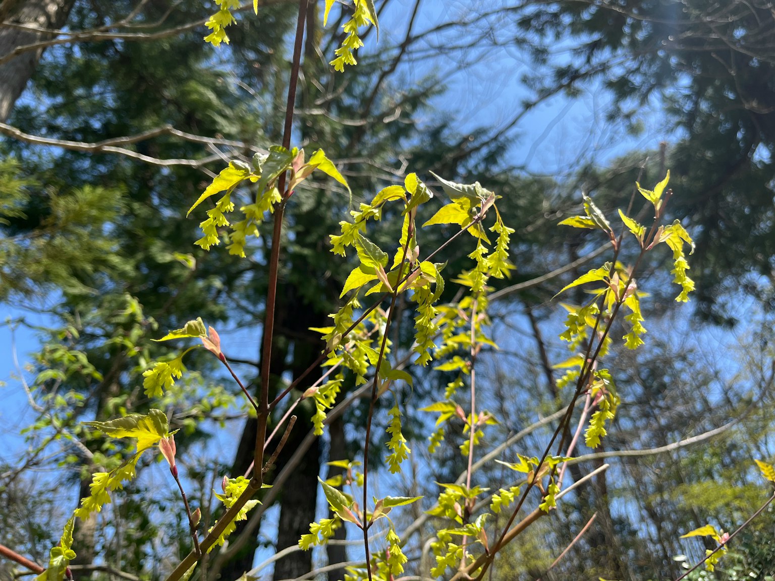 Lebendige grüne Blätter an Bäumen unter einem klaren blauen Himmel