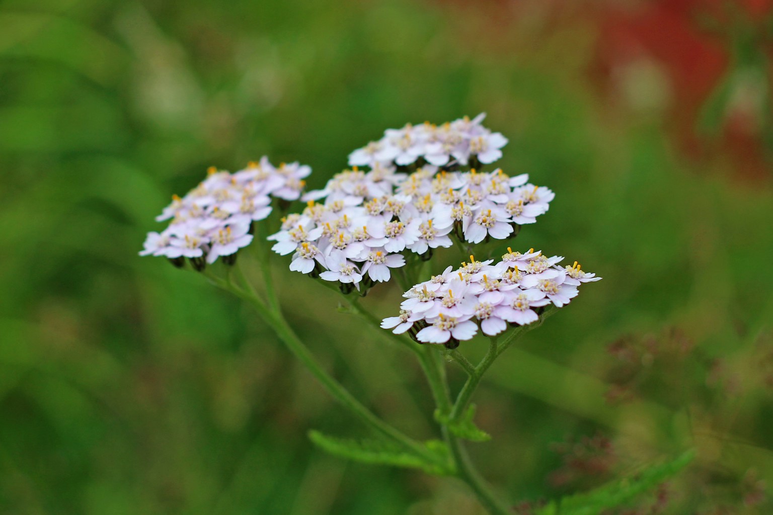 Close-up of a cluster of pale pink flowers from a plant with green foliage