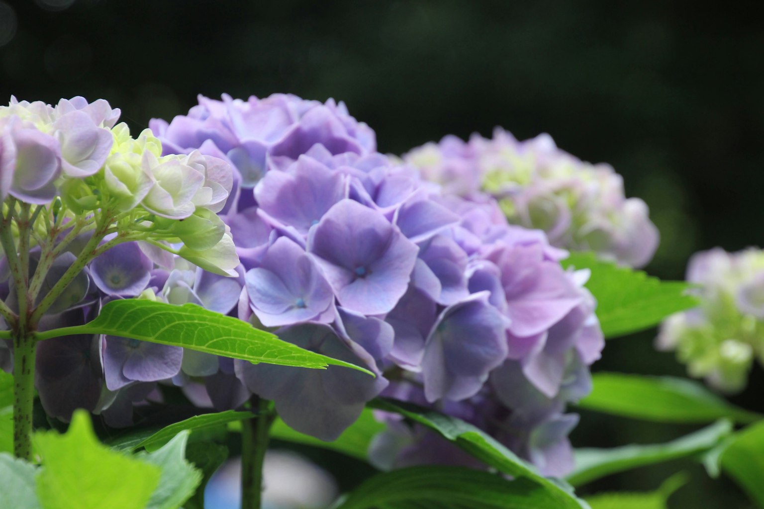 Lila Hortensienblüten, umgeben von grünen Blättern
