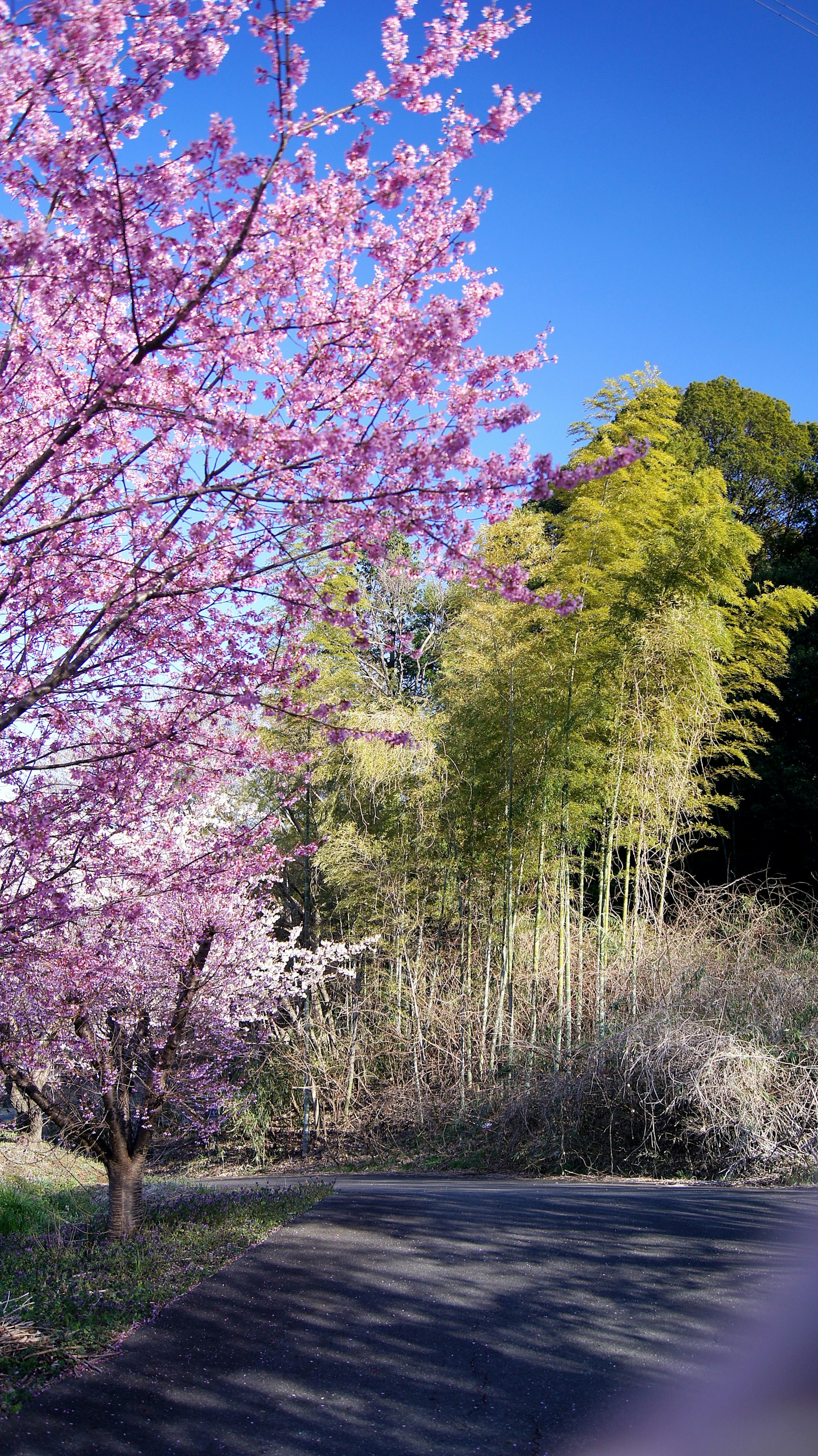Scenic view of cherry blossoms and bamboo under a clear blue sky