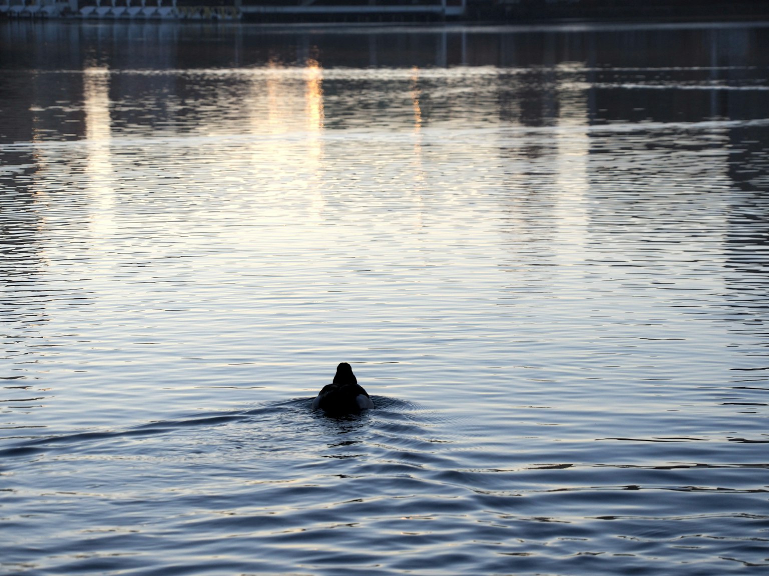 Silhouette einer Ente, die auf der Wasseroberfläche schwimmt mit ruhigen Reflexionen