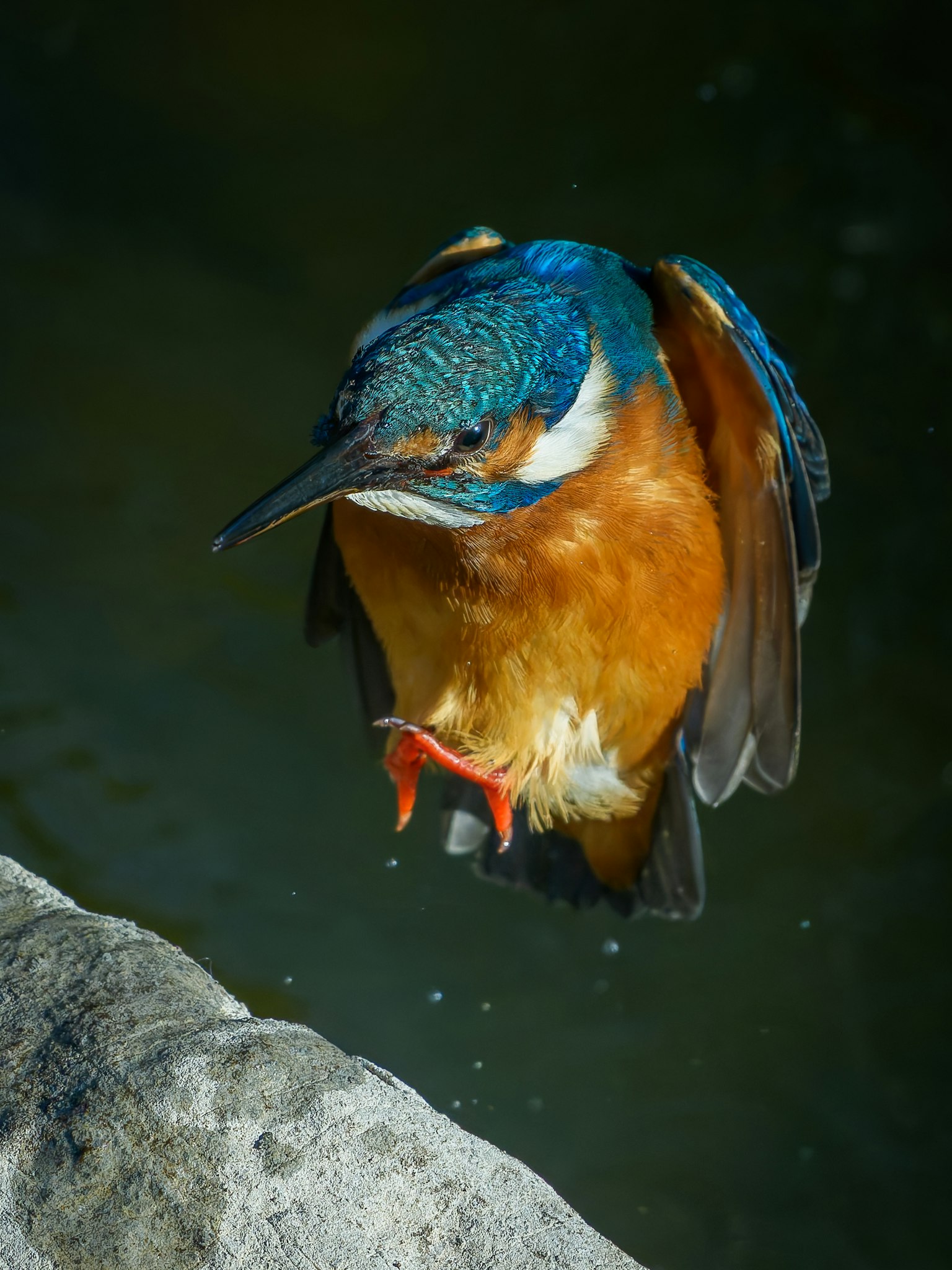 Un martin-pêcheur avec une tête bleue et une poitrine orange planant près de la surface de l'eau