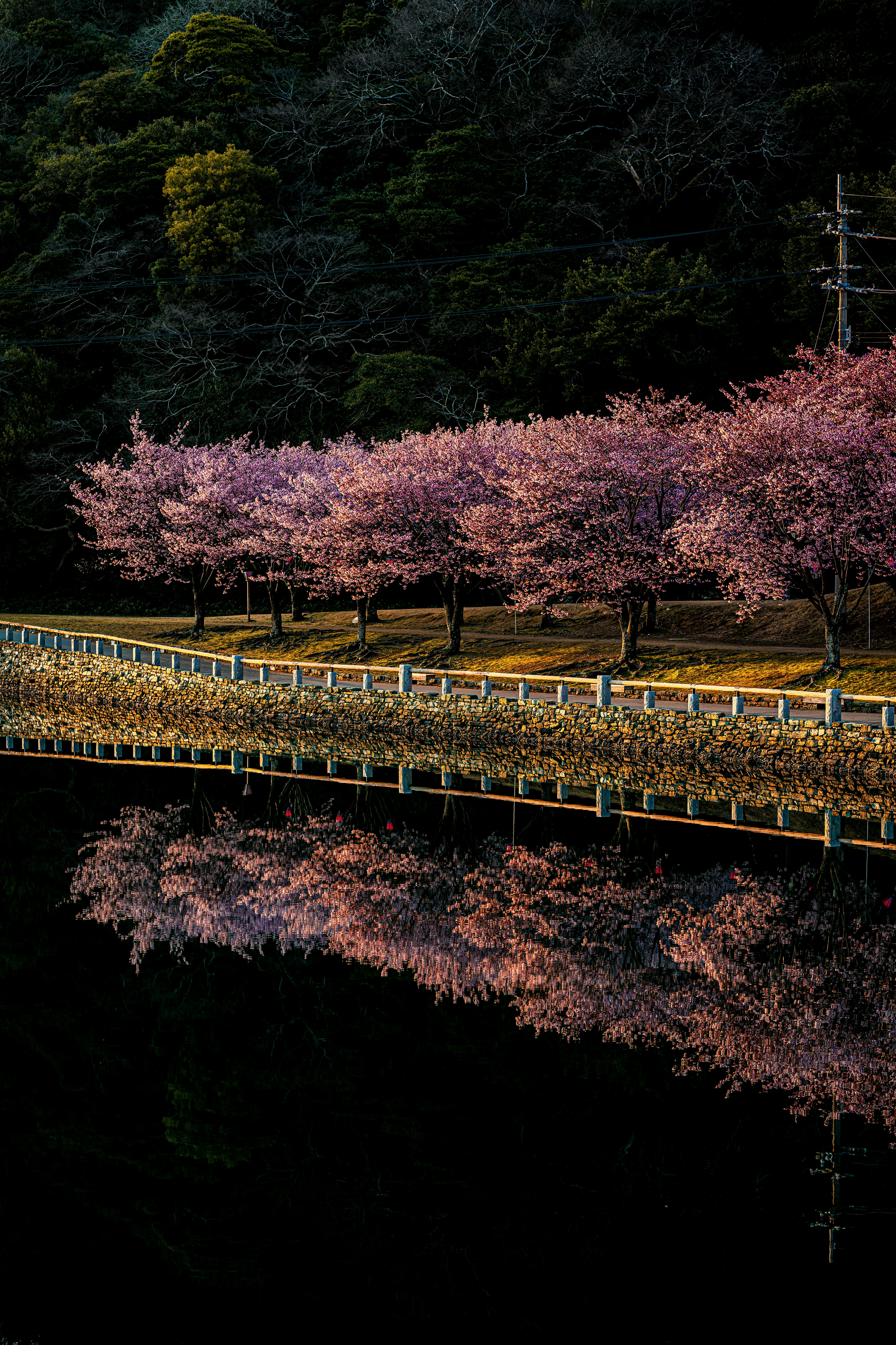 朝日を浴びる蜂須賀桜の並木と水面のリフレクション
