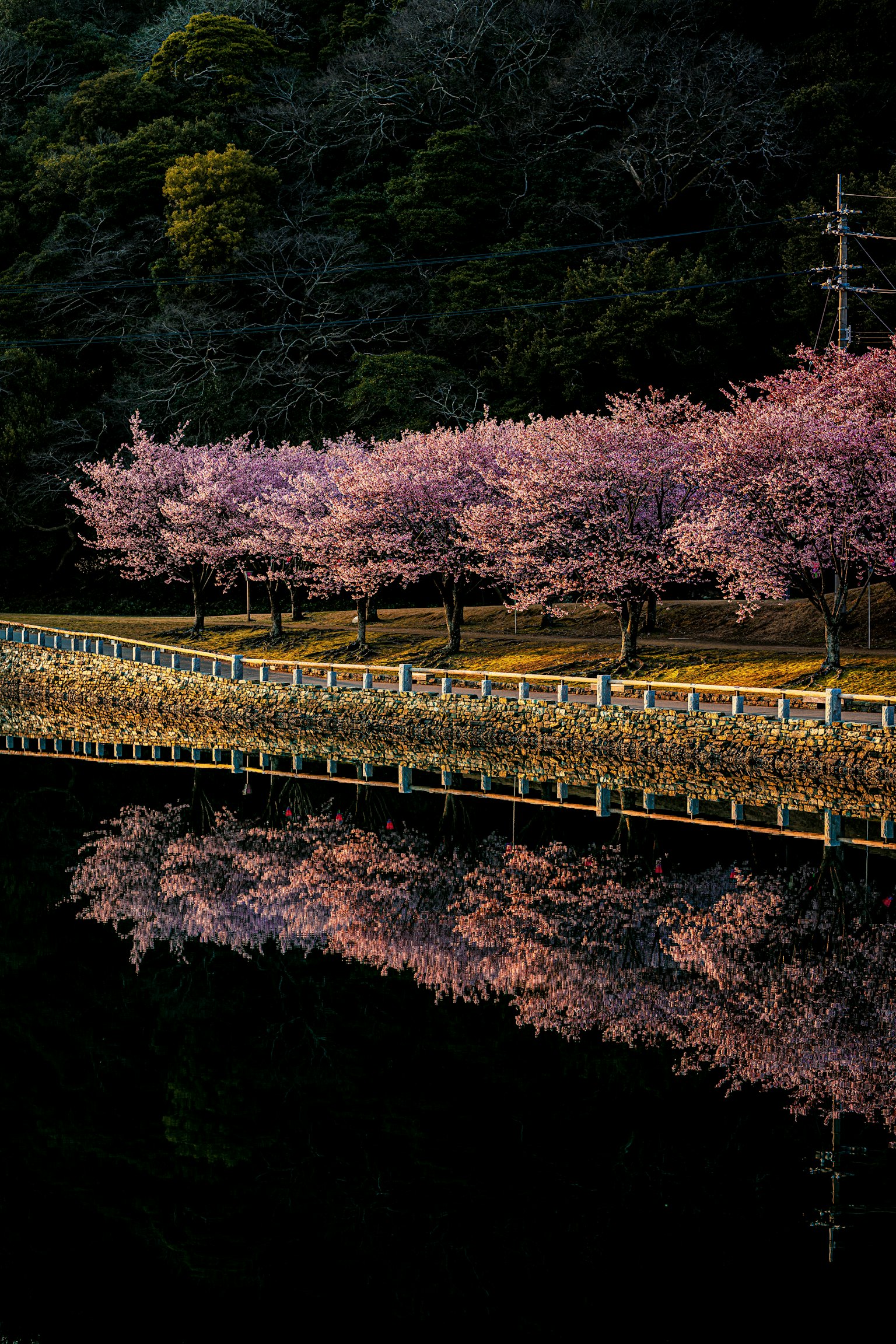 Beautiful landscape with cherry blossom trees along a path reflecting on the water