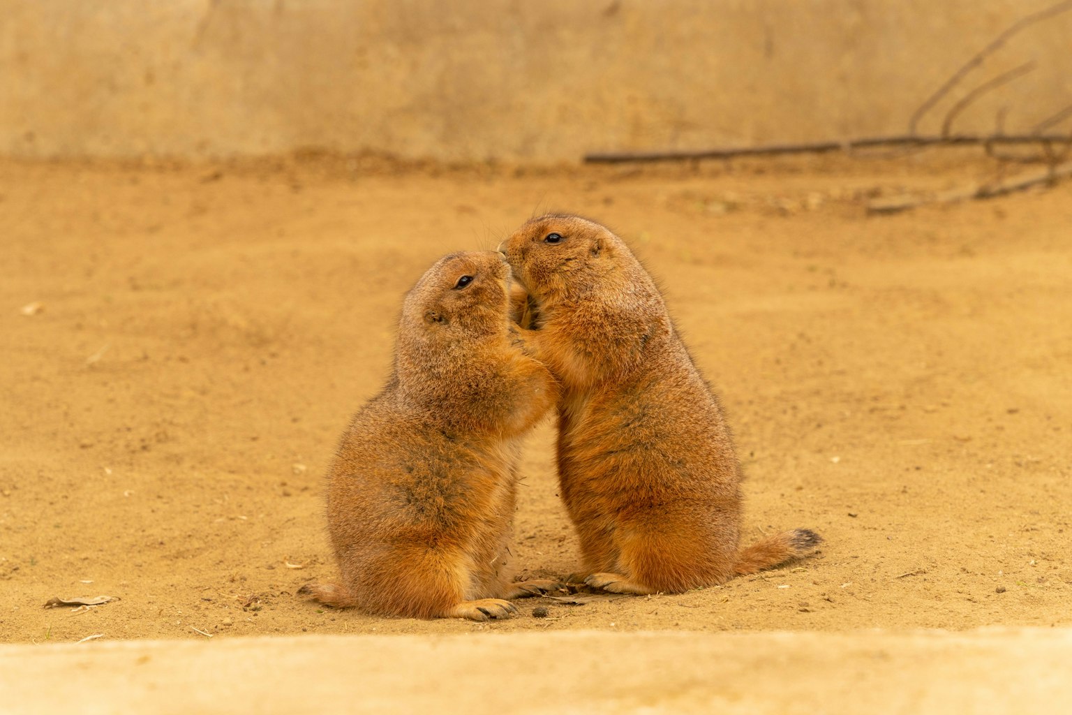 Deux chiens de prairie montrant de l'affection l'un pour l'autre