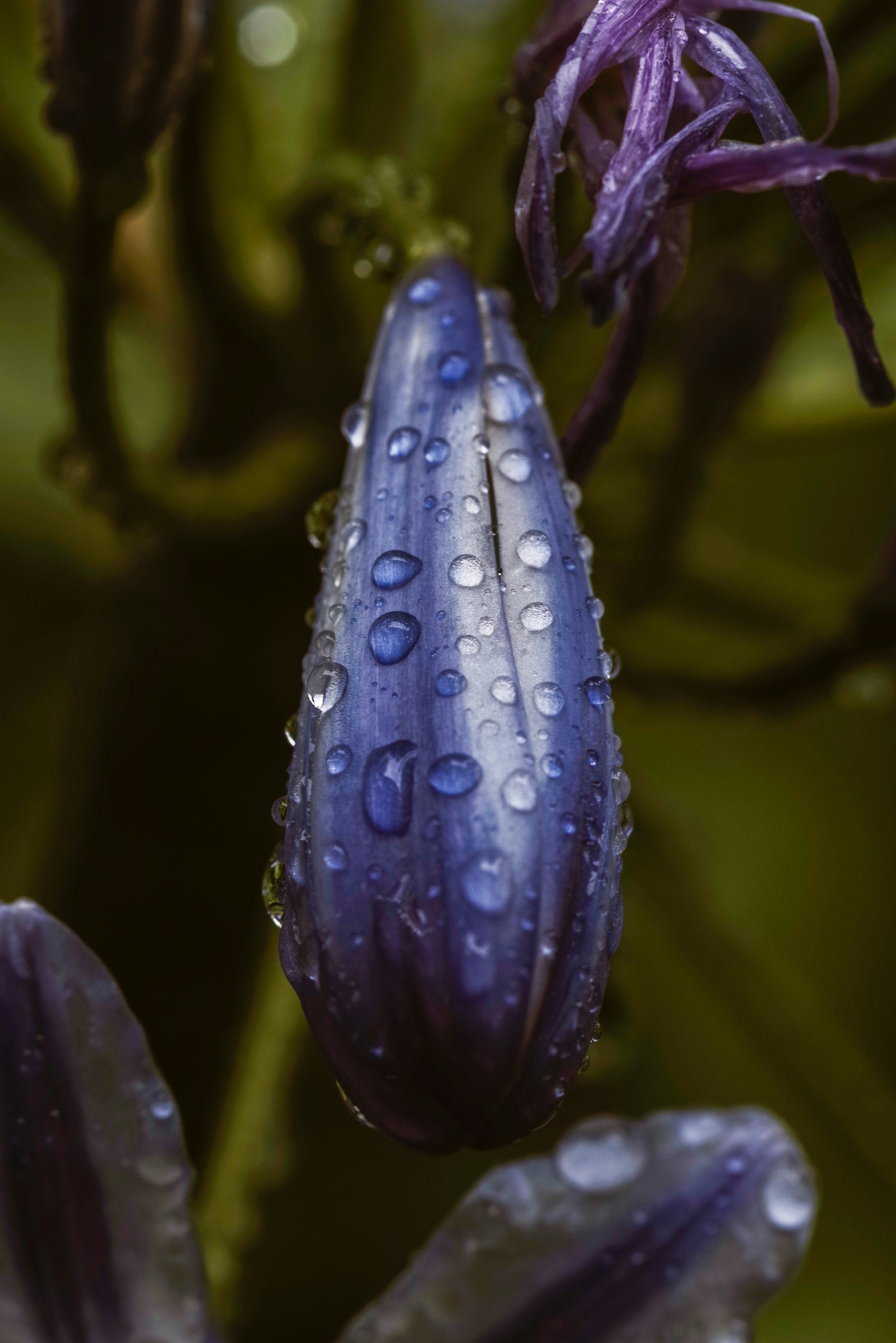 アガパンサスのつぼみと雨粒が付いた花のクローズアップ