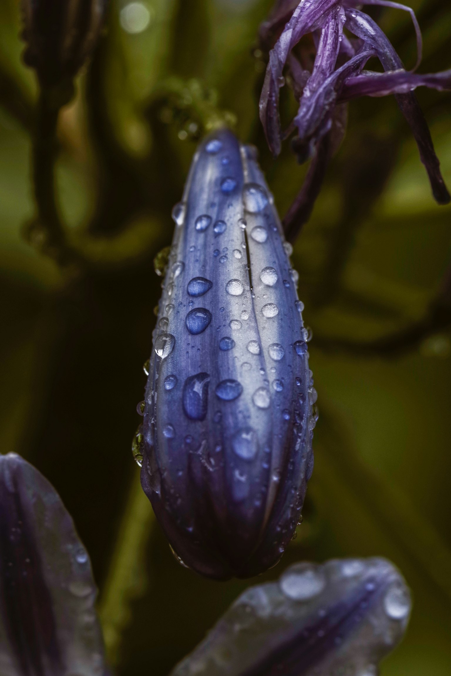 Primo piano di un bocciolo di fiore viola con gocce d'acqua