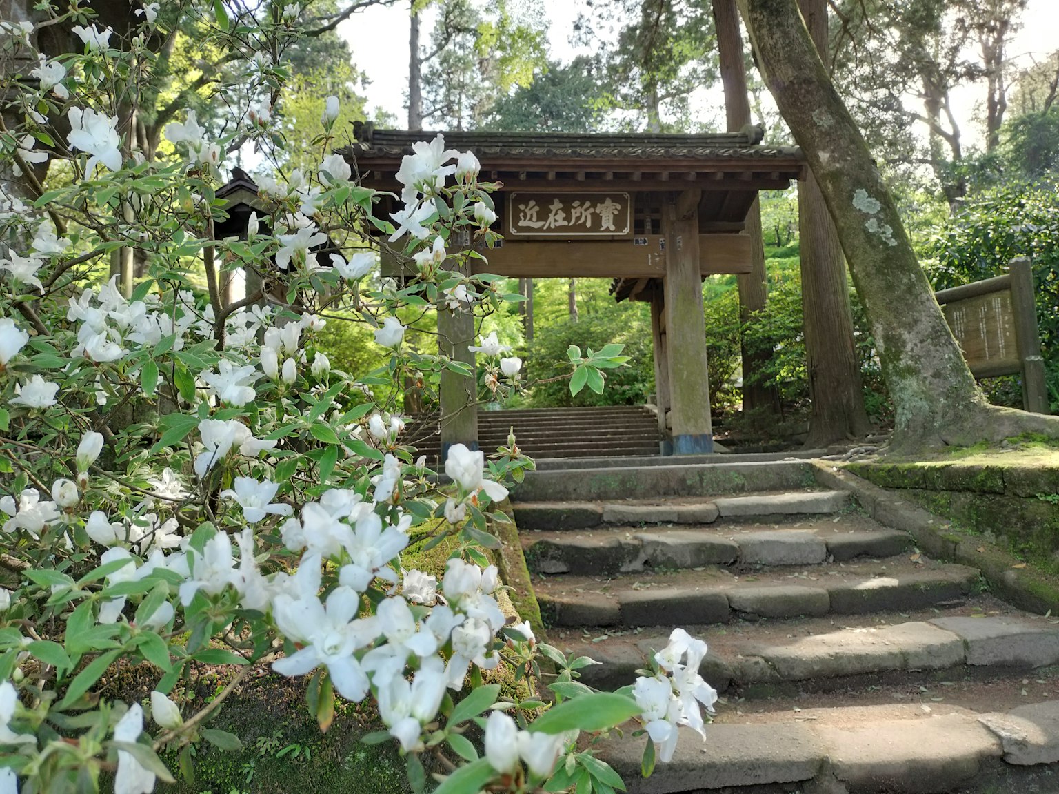 Vue pittoresque d'escaliers menant à une porte traditionnelle entourée de fleurs blanches en fleurs