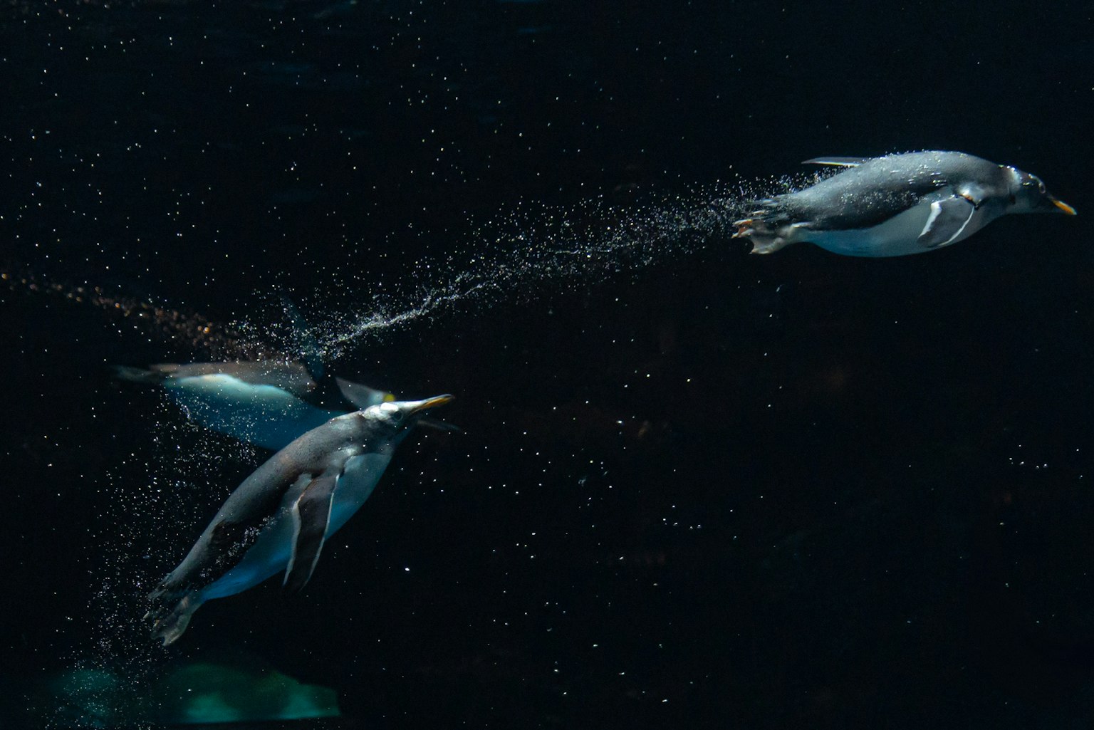 Penguins jumping out of water with splashes
