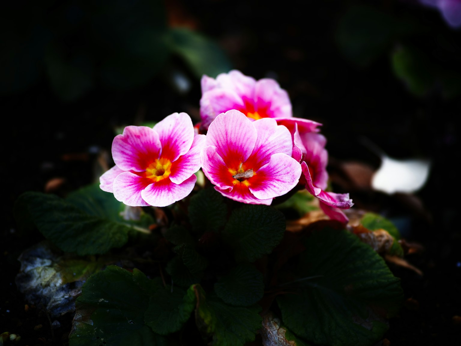 photo-gxpDp3e18ITmp65XXlTl-image